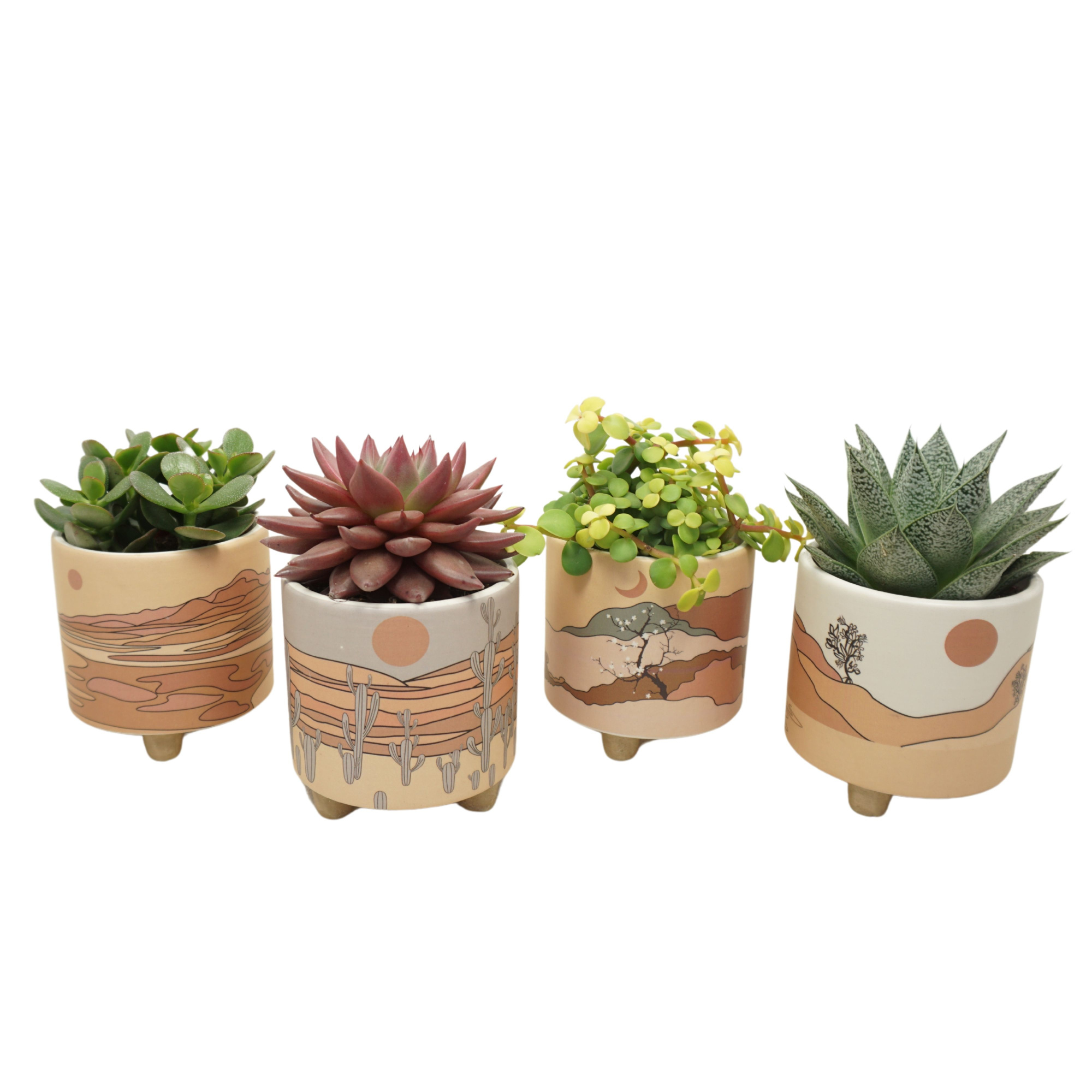 Succulent mix in 10 cm 'Palm Mar' sierpot, D 8,5