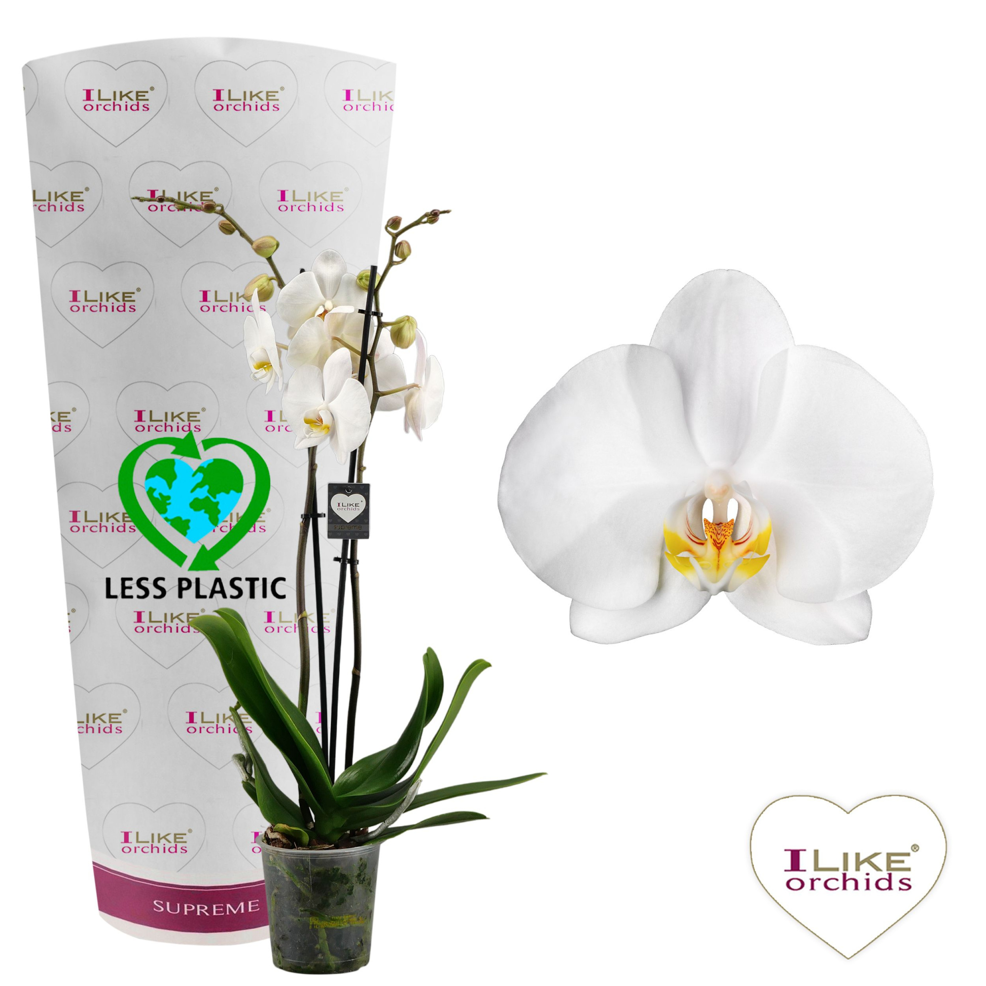 Phalaenopsis Cambridge - 2 tak 80cm (Less Plastic), D 12