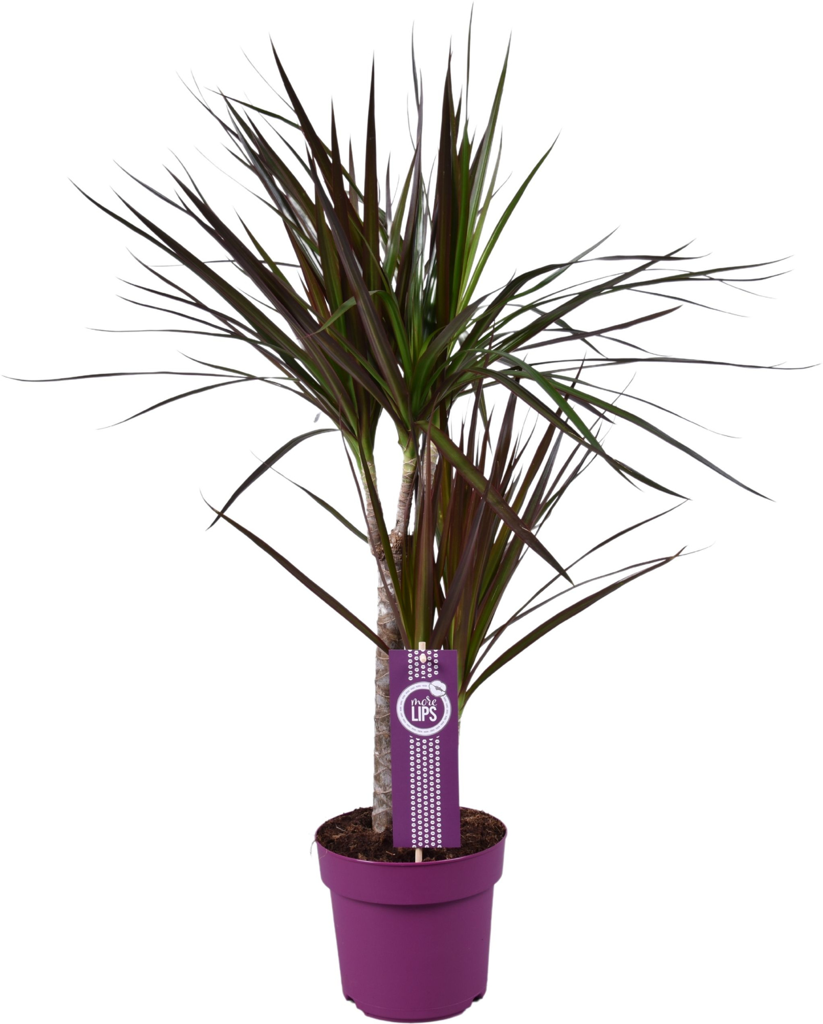 Dracaena Magenta 30-15 MoreLips, D 17