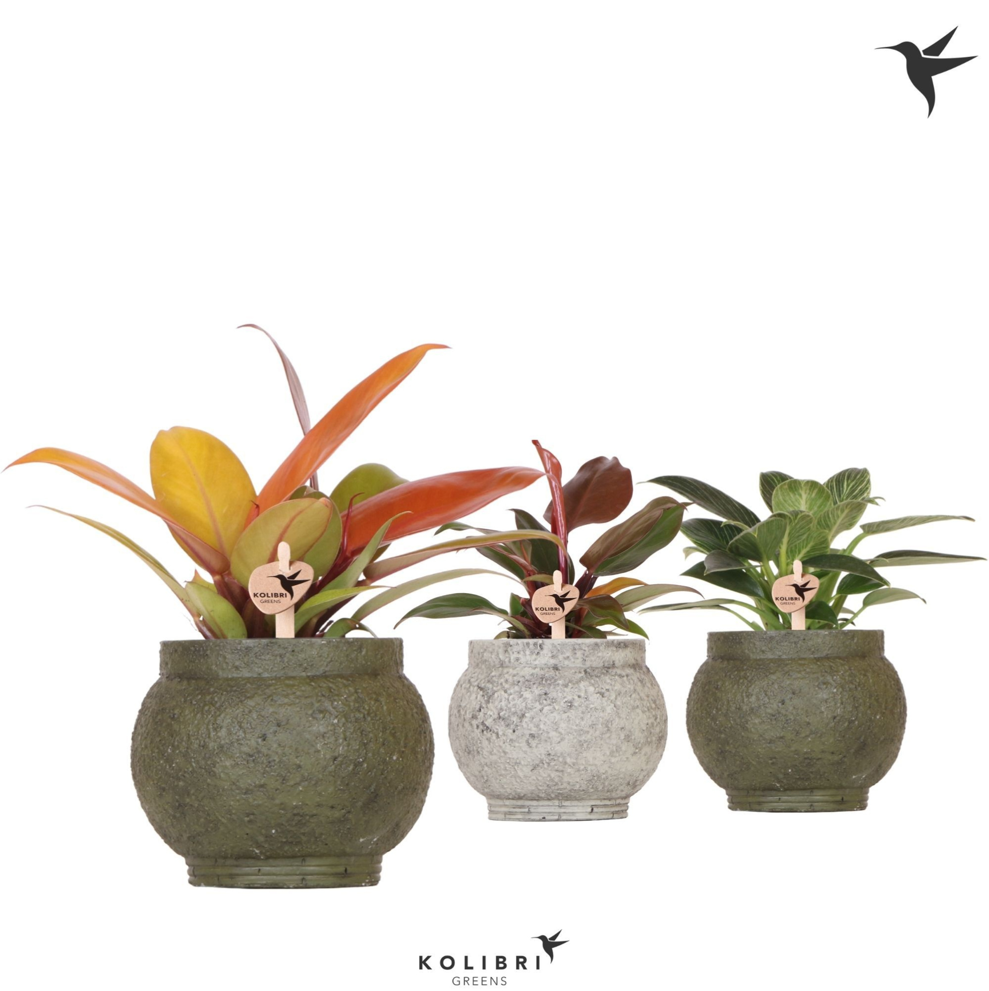 Kolibri Greens Philodendron mix in Ancient pot green mix, D 9