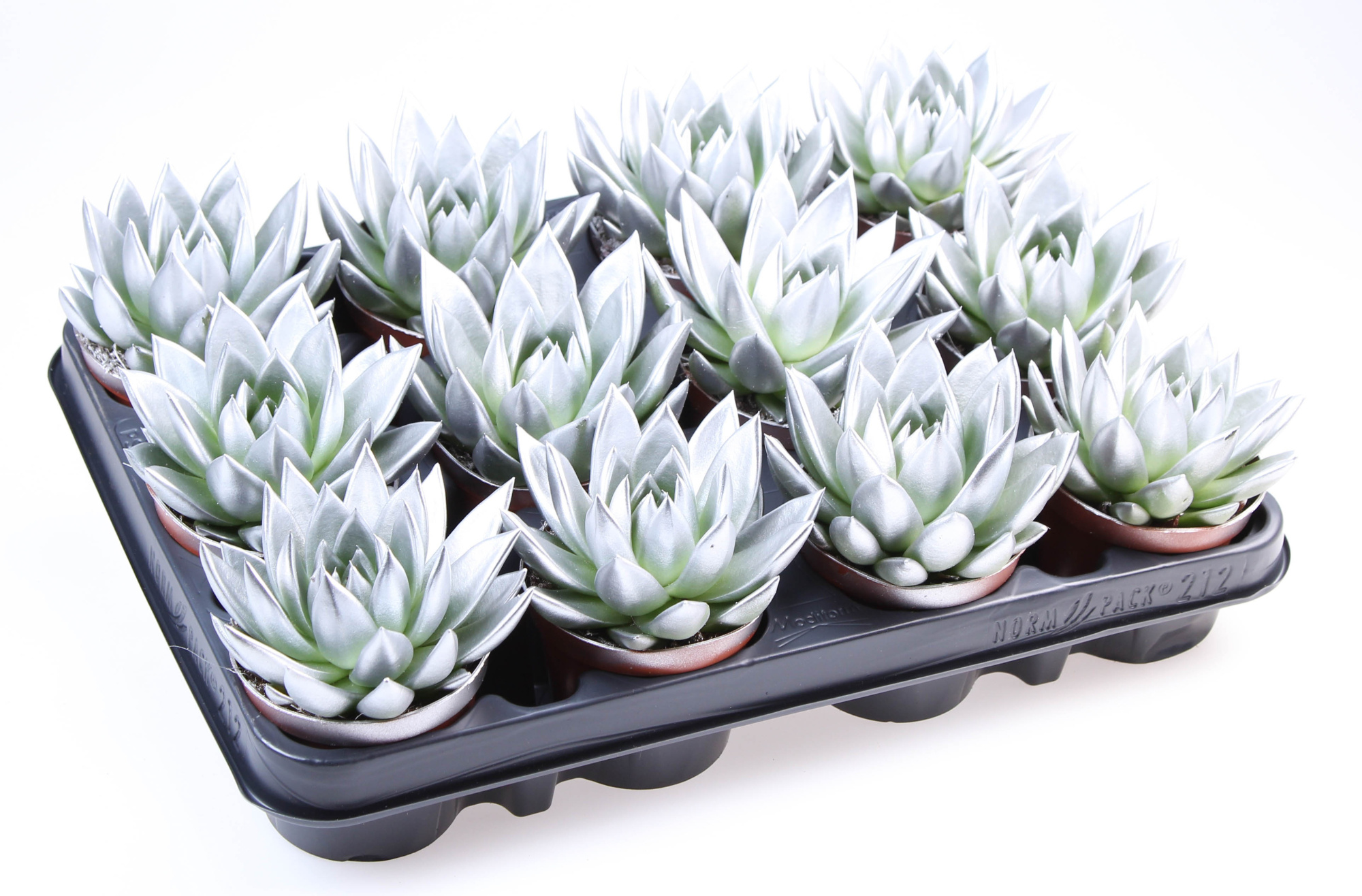 Rainbow silver, D 8,5