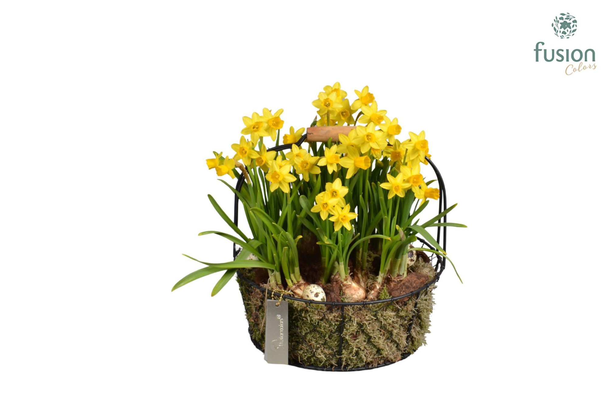 Metaal rek met Narcis Tat, D 26