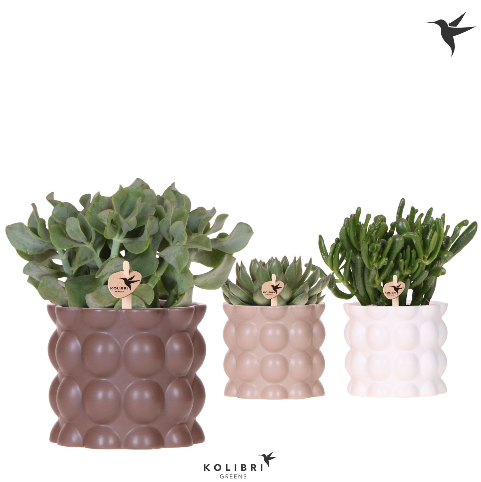 Kolibri Greens Succulenten mix in Cotton pot sand mix, D 12