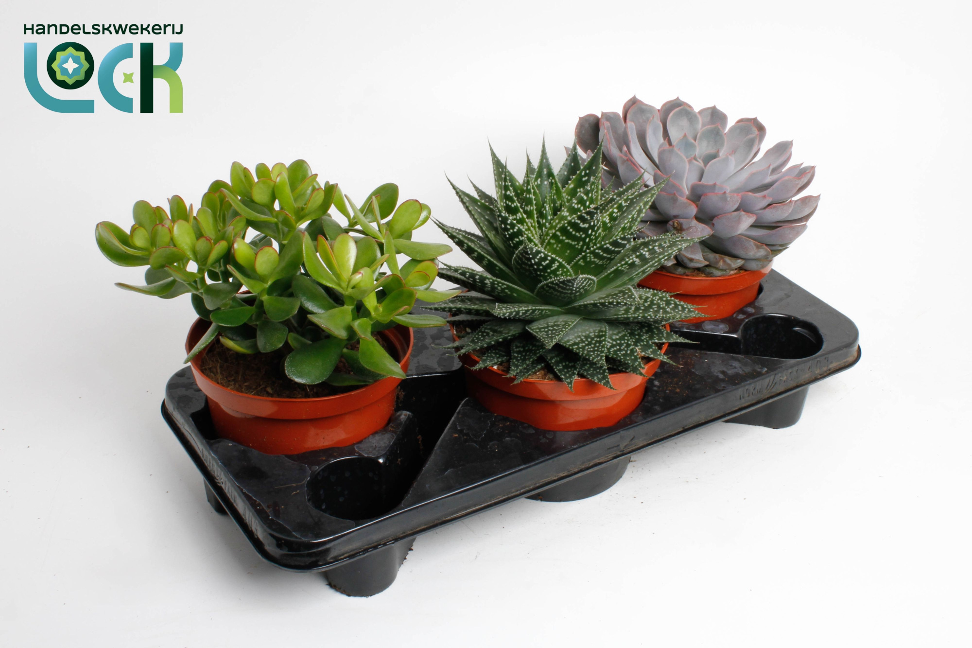 Succulenten Mix, D 17