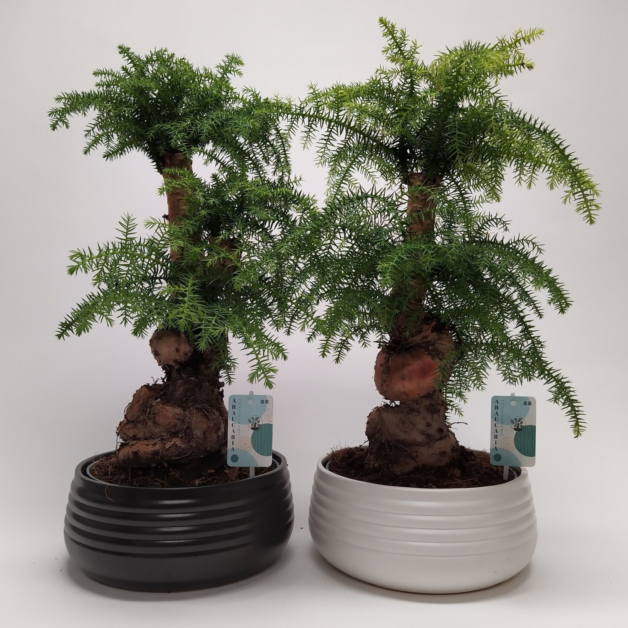 Araucaria Cunninghamii Bonsai 'Spiral' 26 cm, D 25