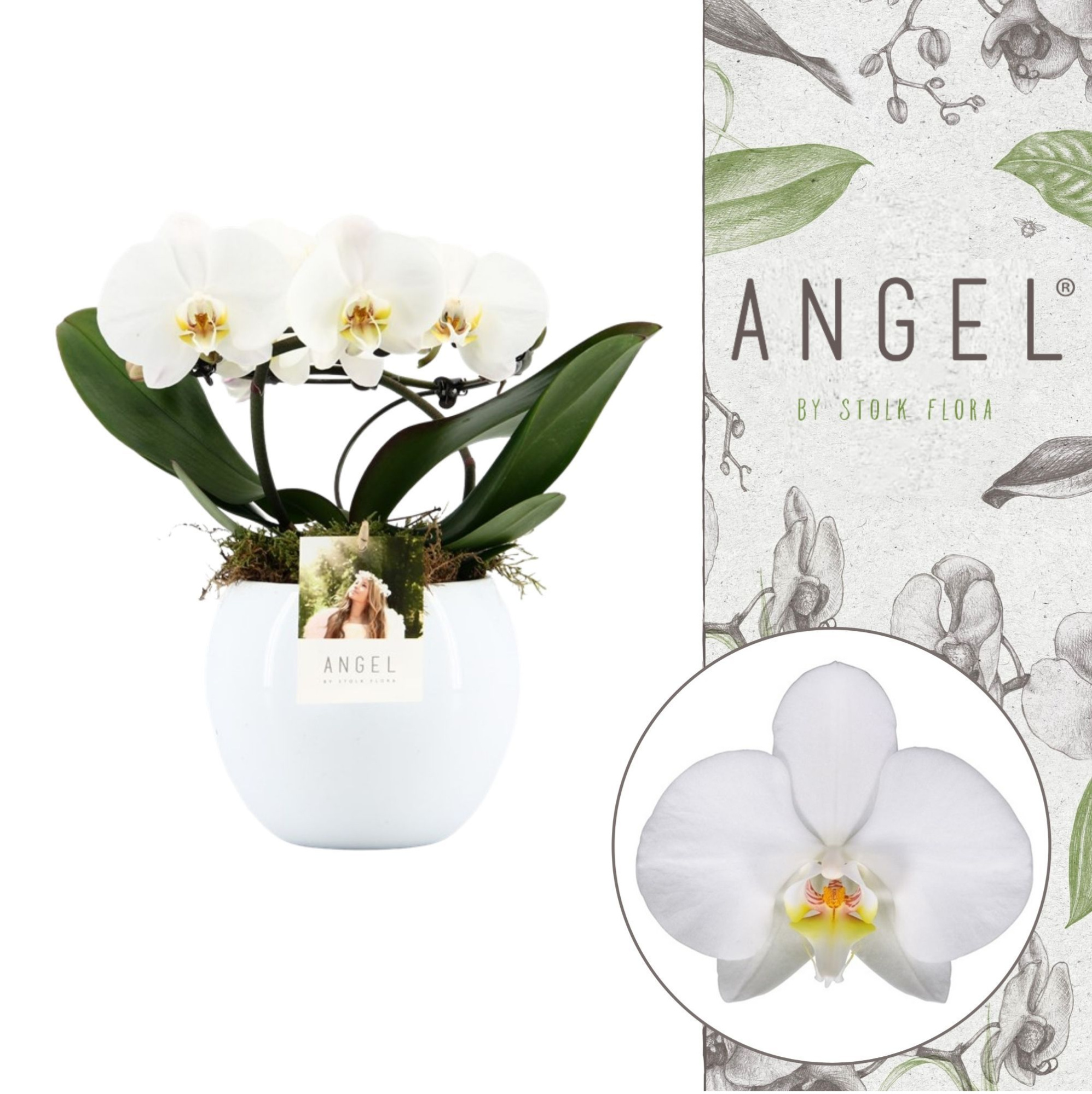 Angel | White in Lisa white pot | Phalaenopsis 2 spike, D 12