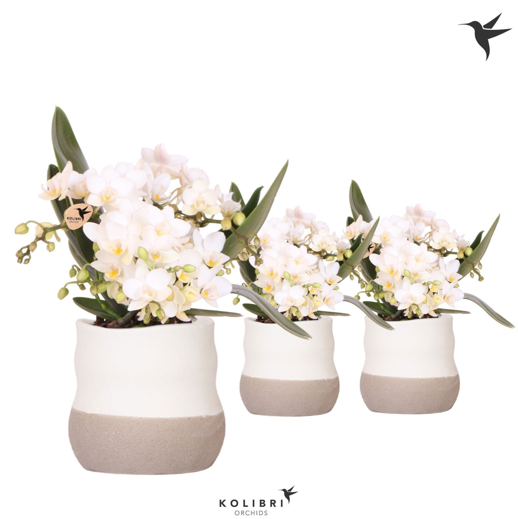 Kolibri Orchids Phalaenopsis Nazare 4 spike in Imperfect Bag pot, D 9