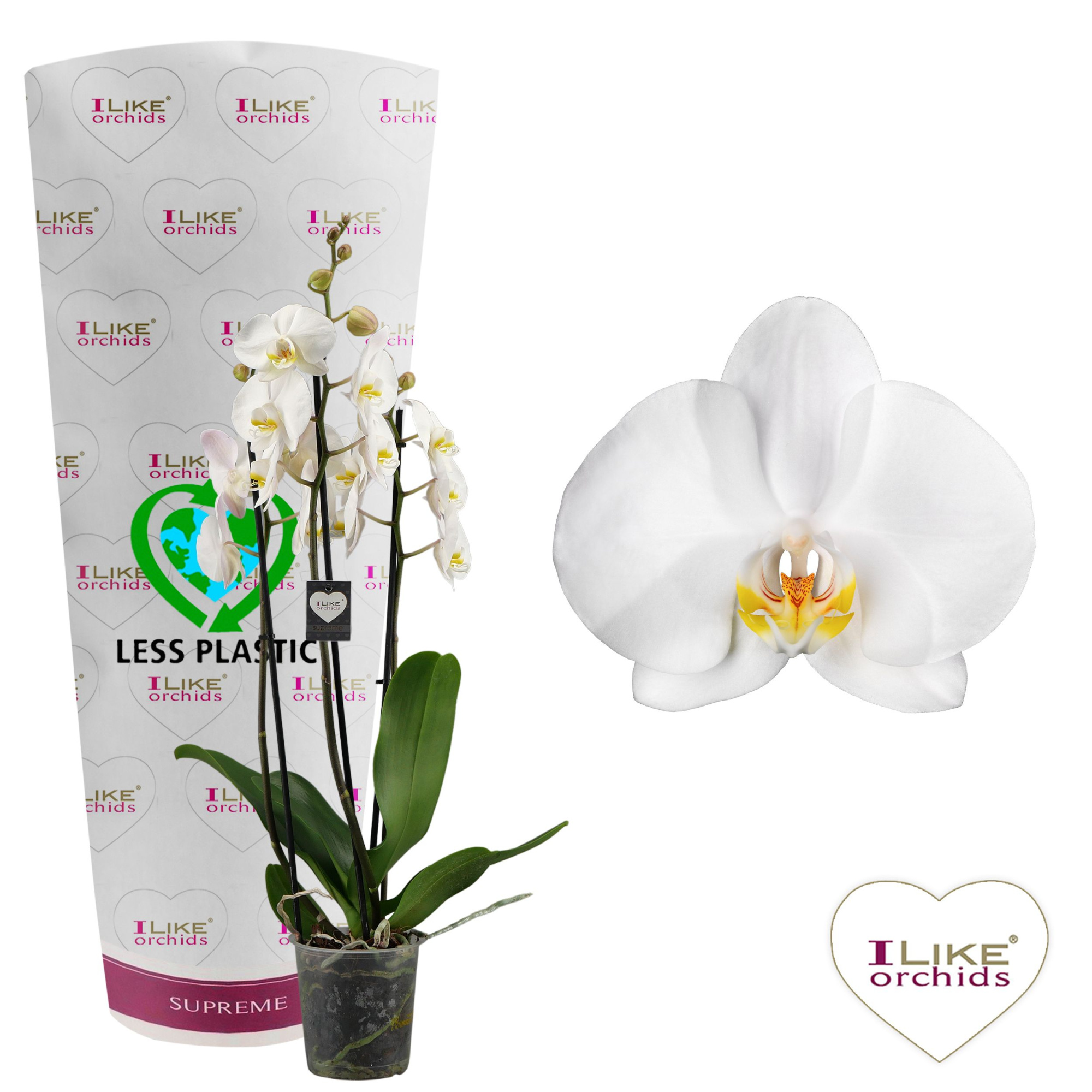 Phalaenopsis Cambridge - 3 tak 70cm (Less Plastic), D 12