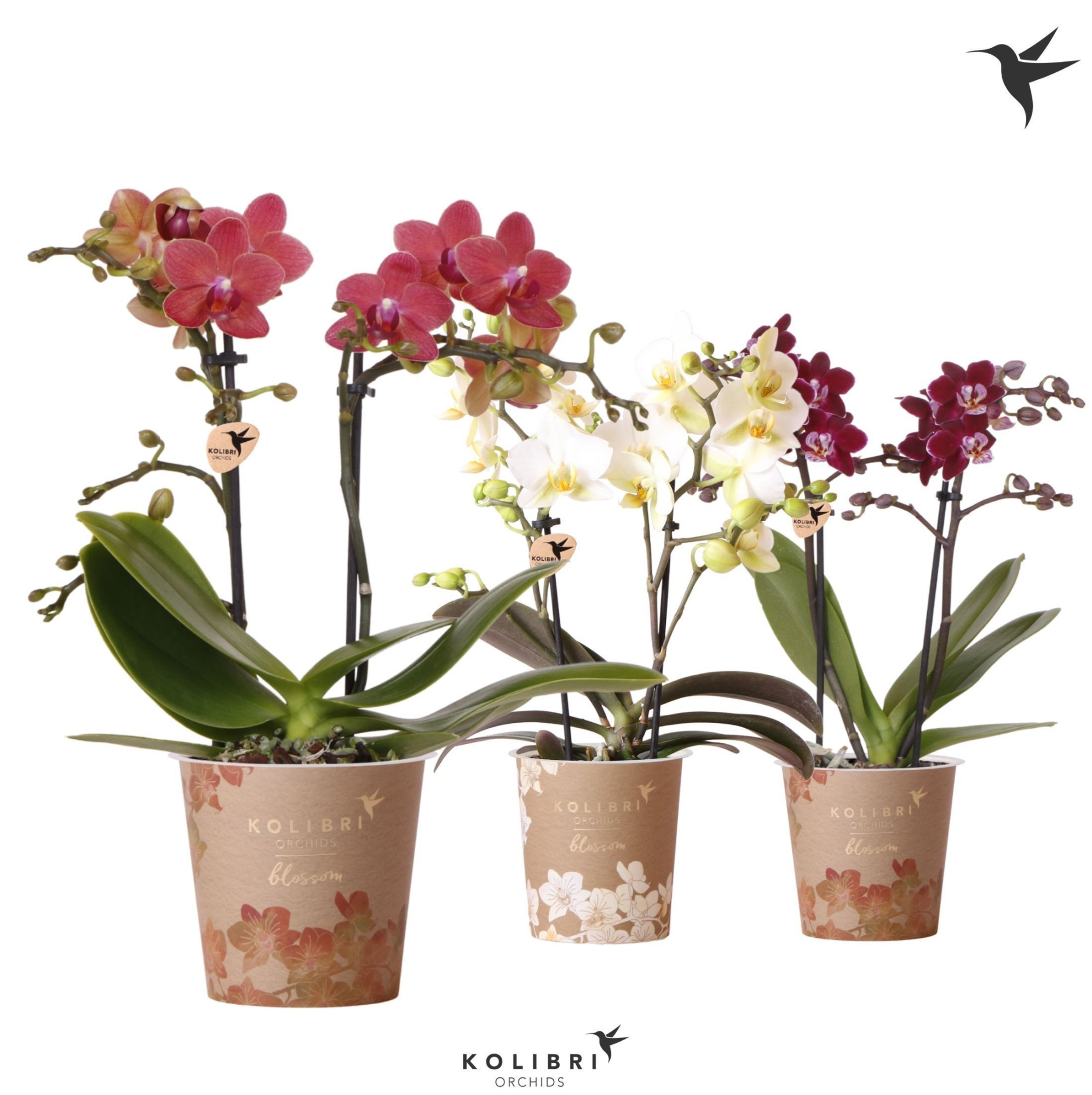 Kolibri Orchids Phalaenopsis Blossom Mix 2 spike, D 9