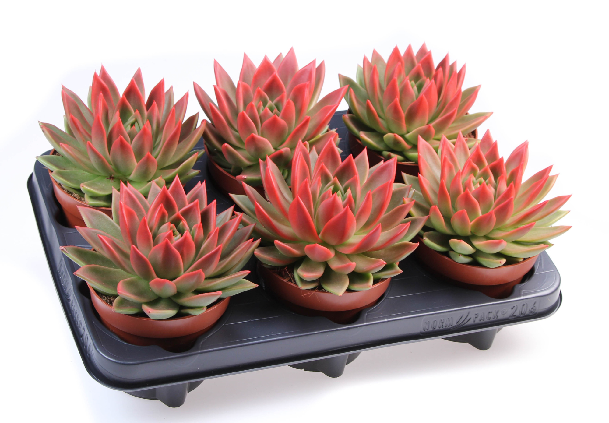 Miranda red tips, D 12