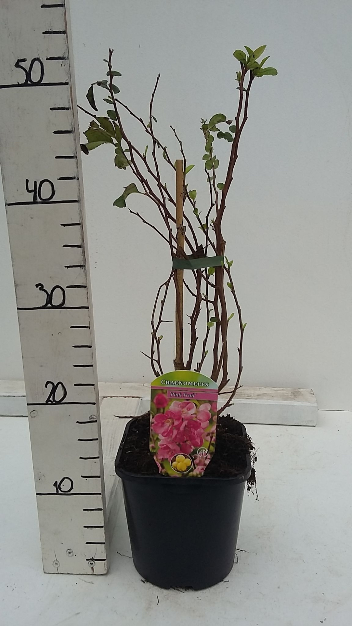 Chaenomeles x superba Pink Trail, D 17