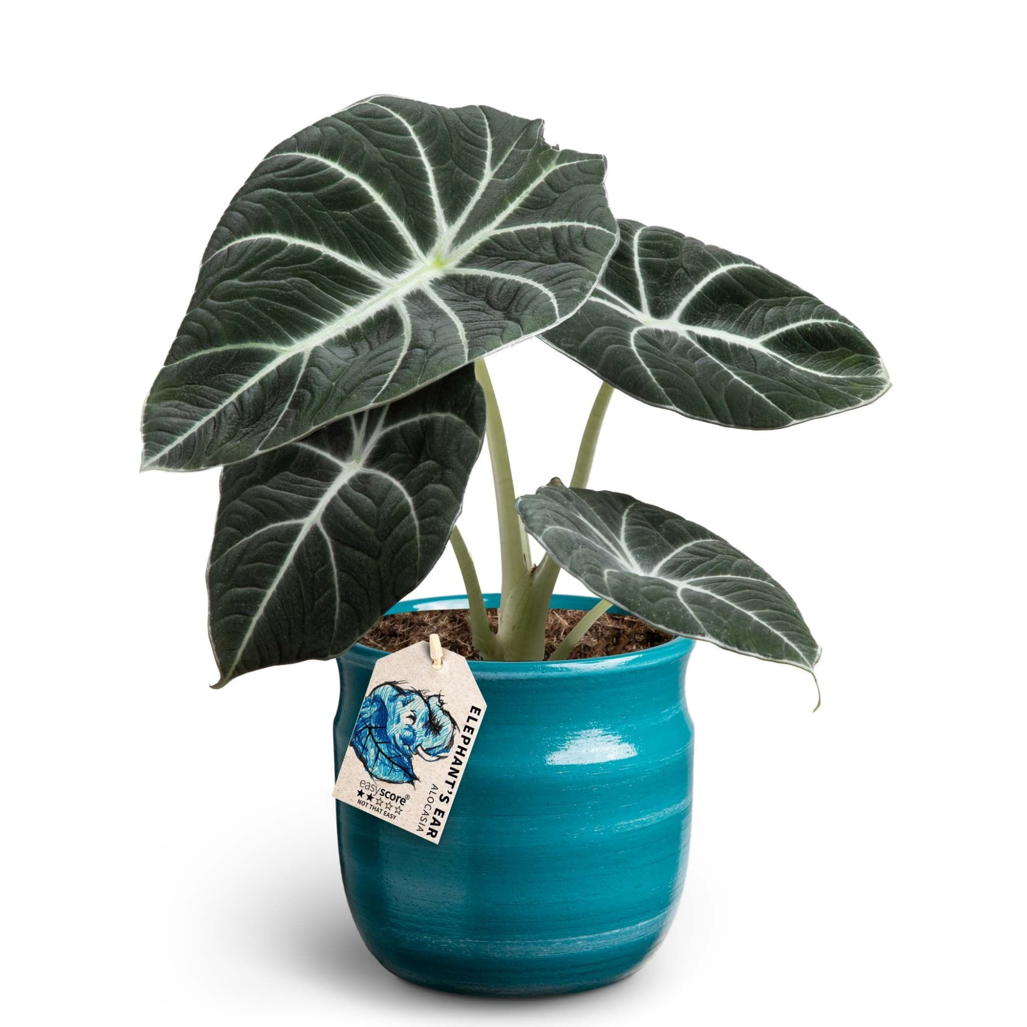 Macheta Teal, Alocasia ´Black Velvet´, D 12