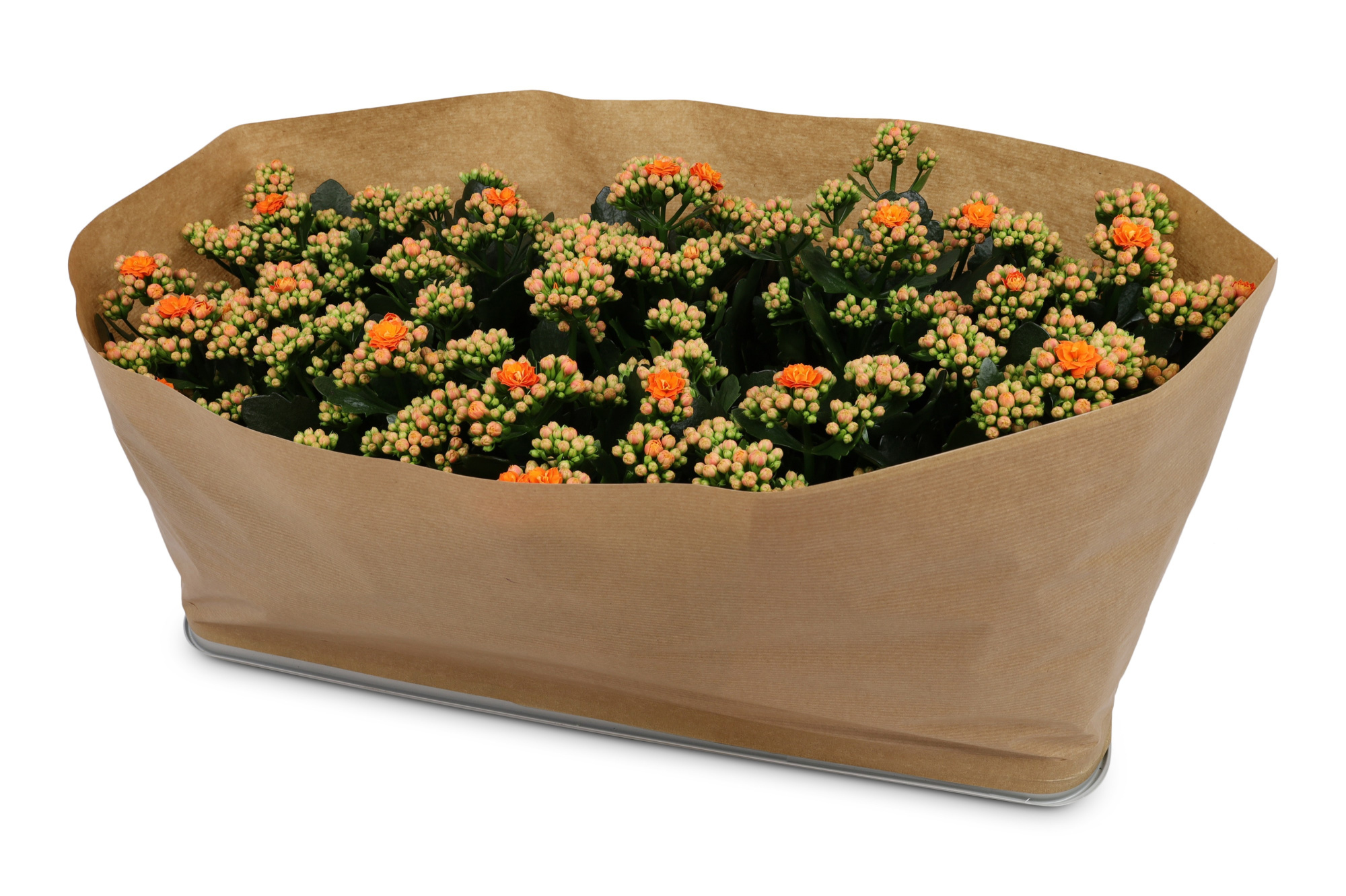 Kalanchoë Perfecta Orange Kraag papier, D 12