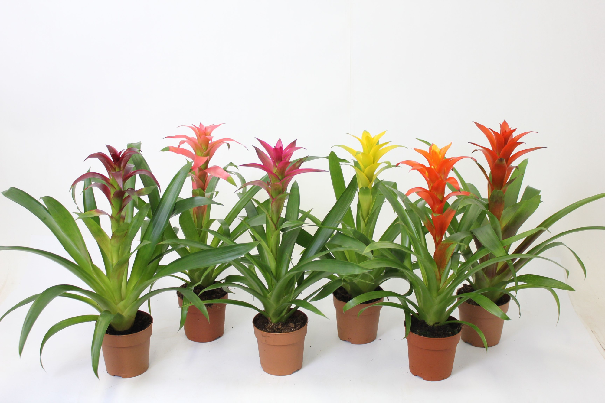 Guzmania Mix 9, D 9