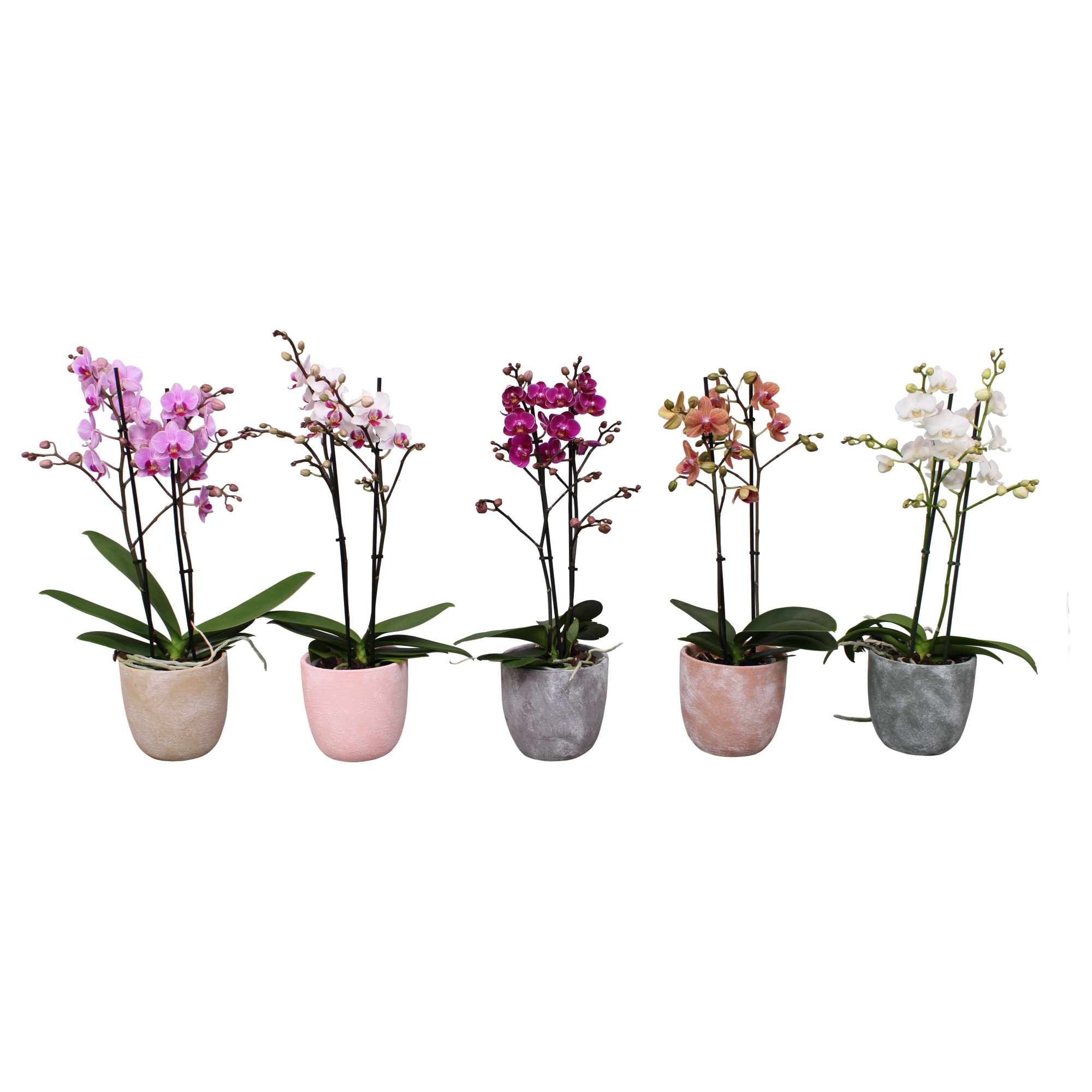 Phal. Multiflora 2-tak mix in keramiek BGC068 stonewash, D 12