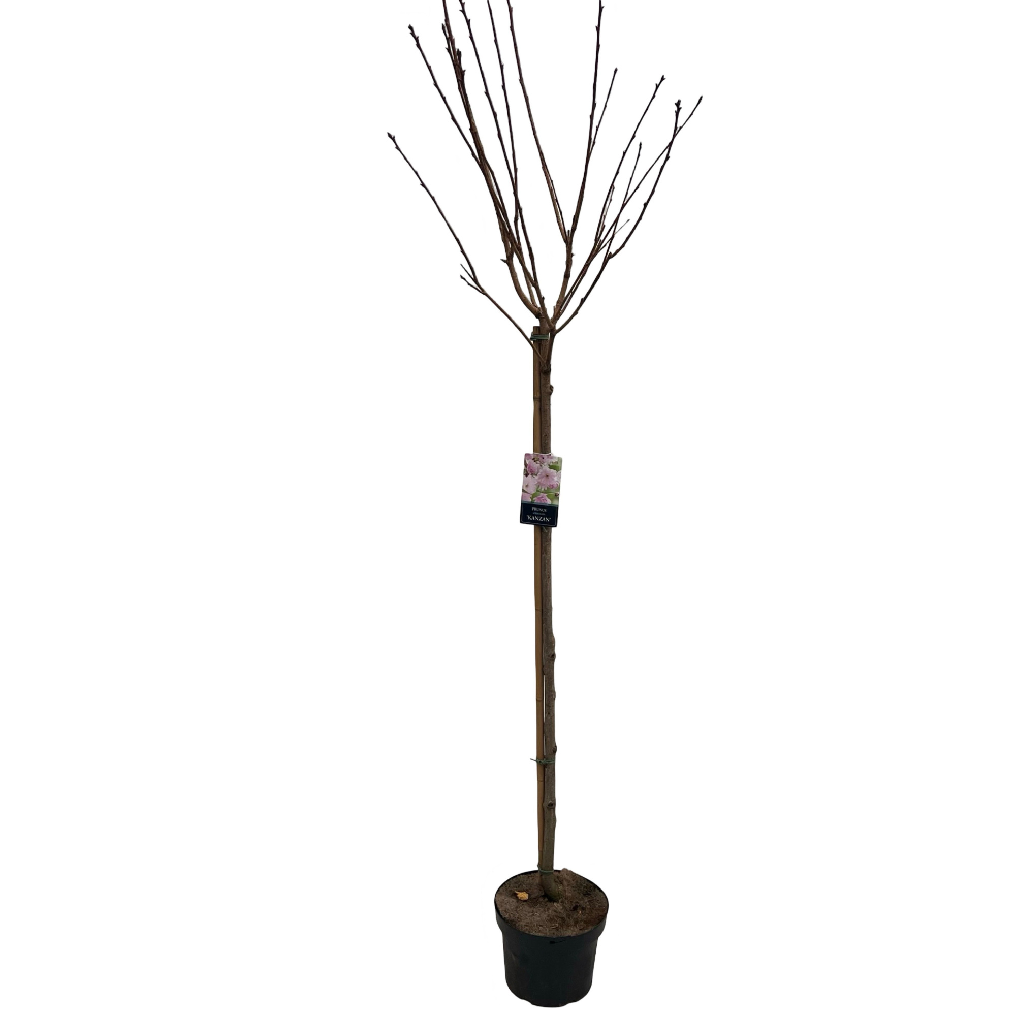 Prunus serr. 'Kanzan'Stam 120cm, D 27
