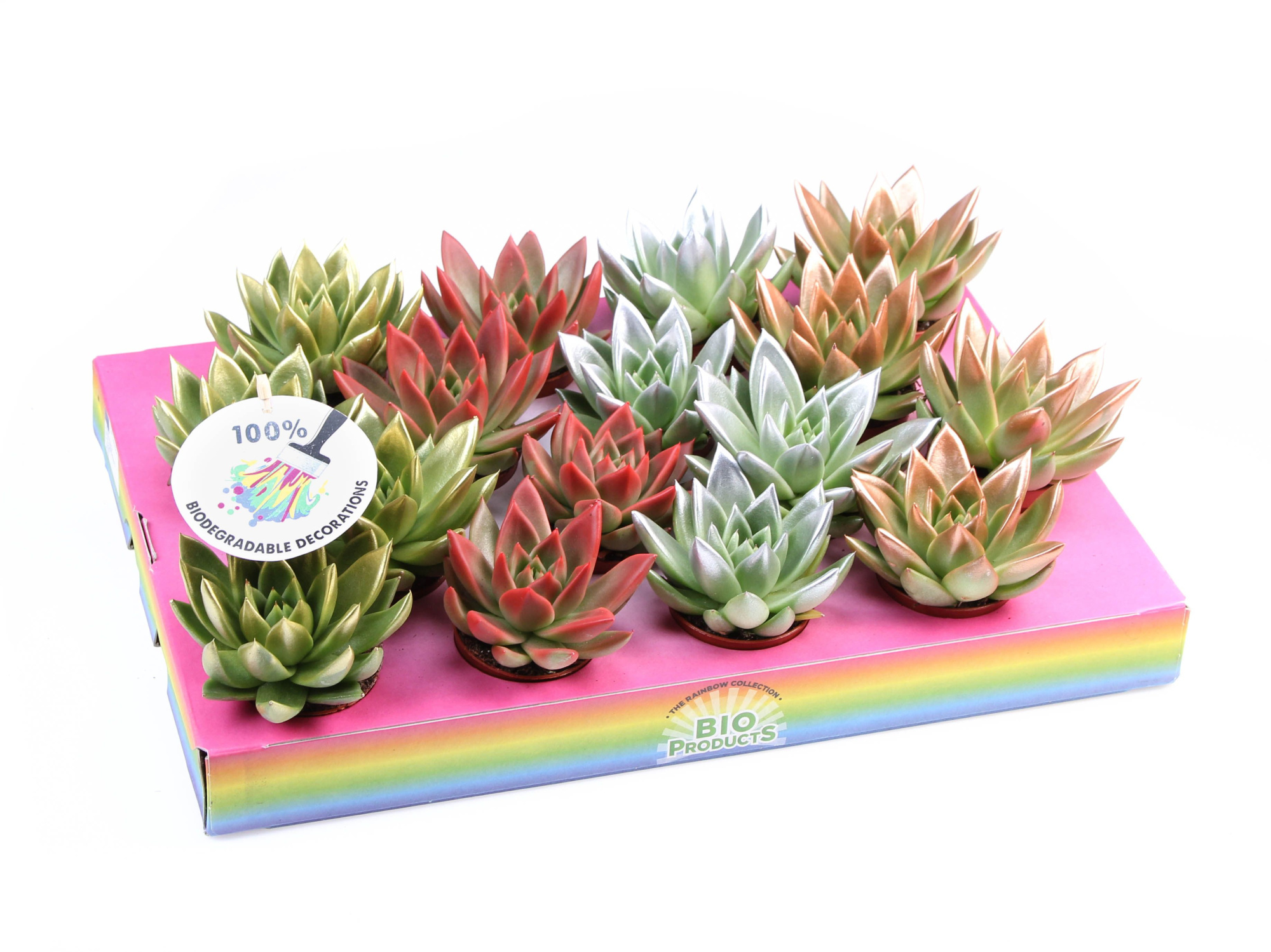 Miranda kerstmix tips, D 6