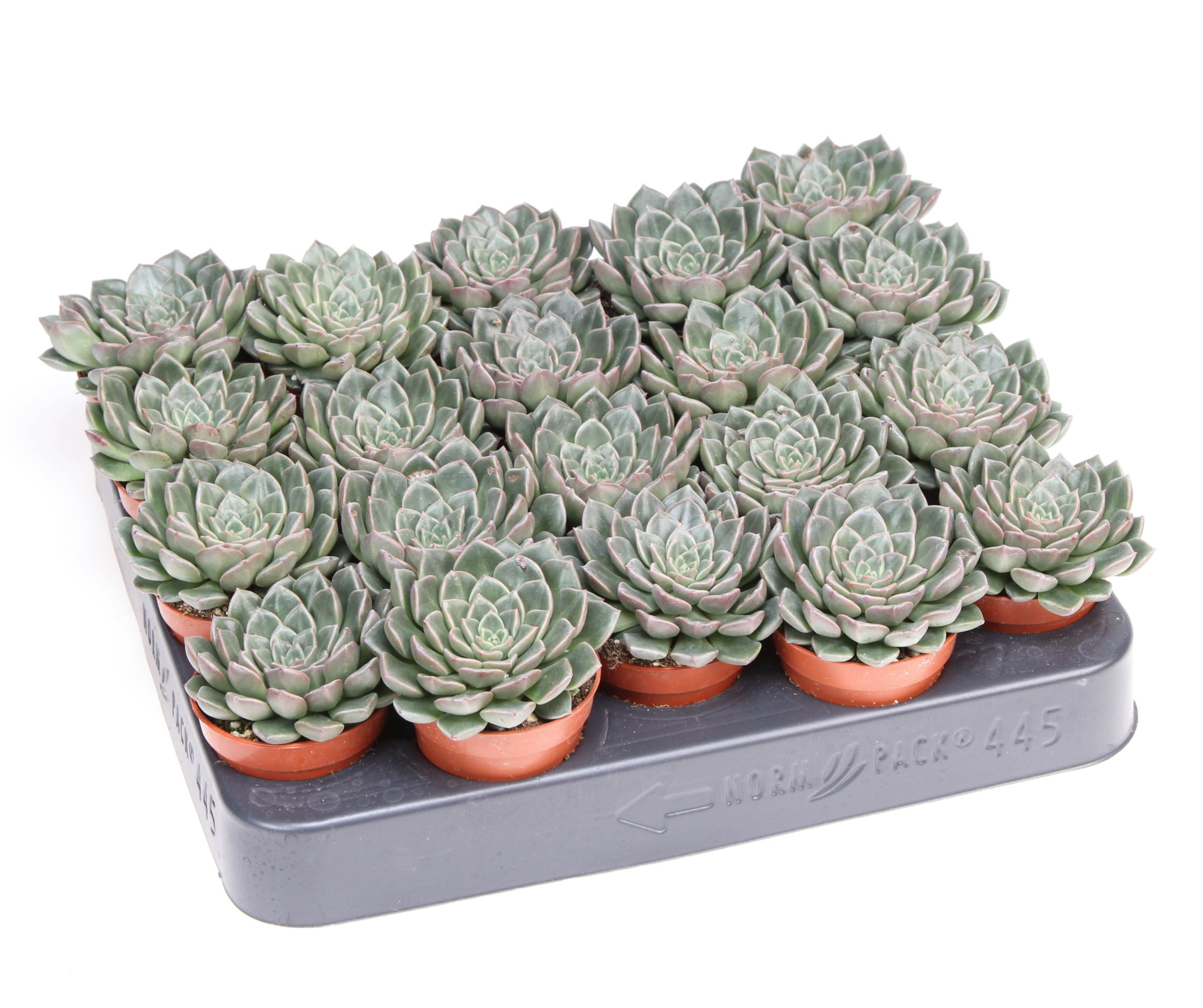 Graptopetalum Vega, D 5,5