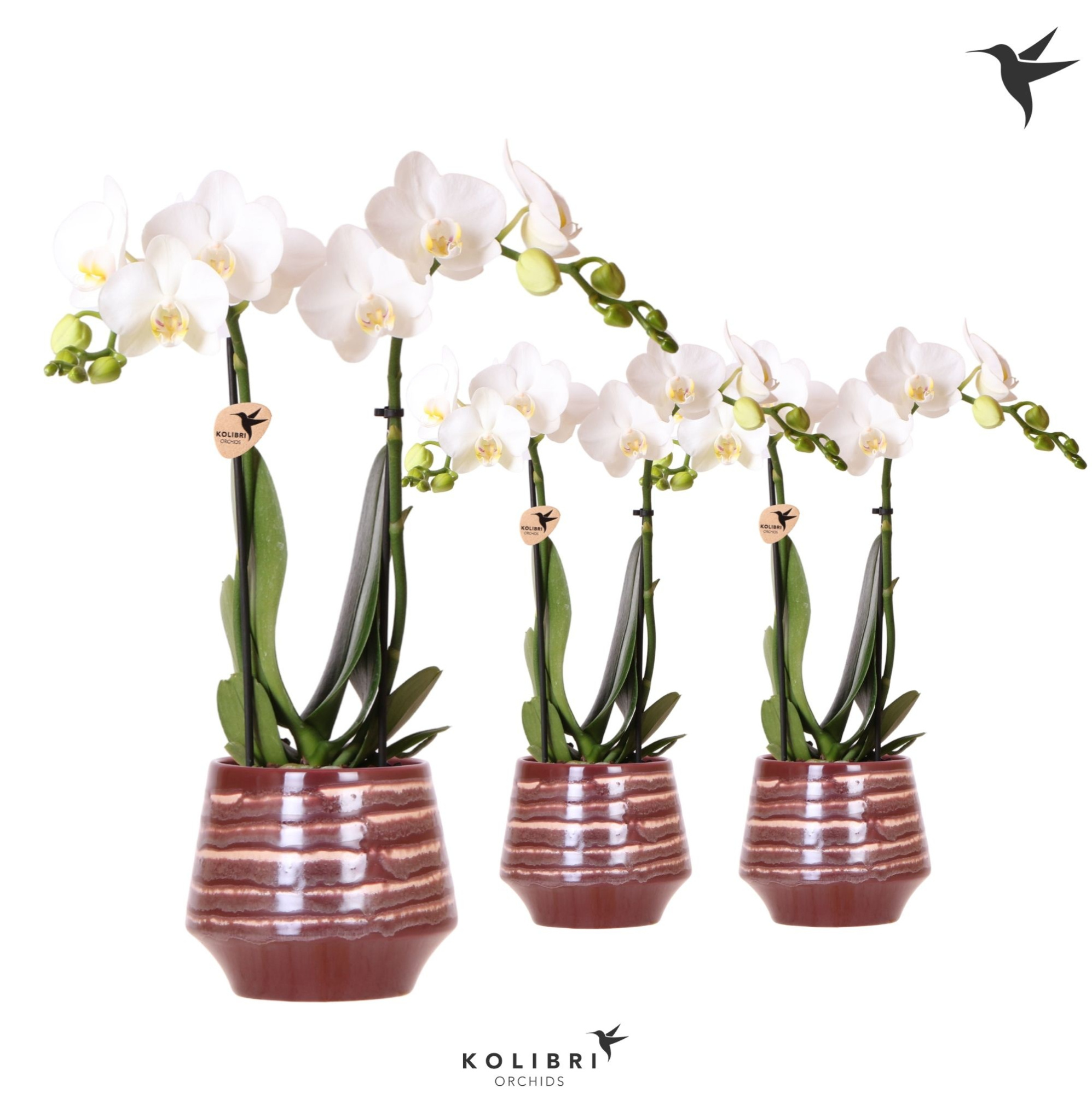 Kolibri Orchids Phalaenopsis white 2 spike in Moonstone pot red, D 9