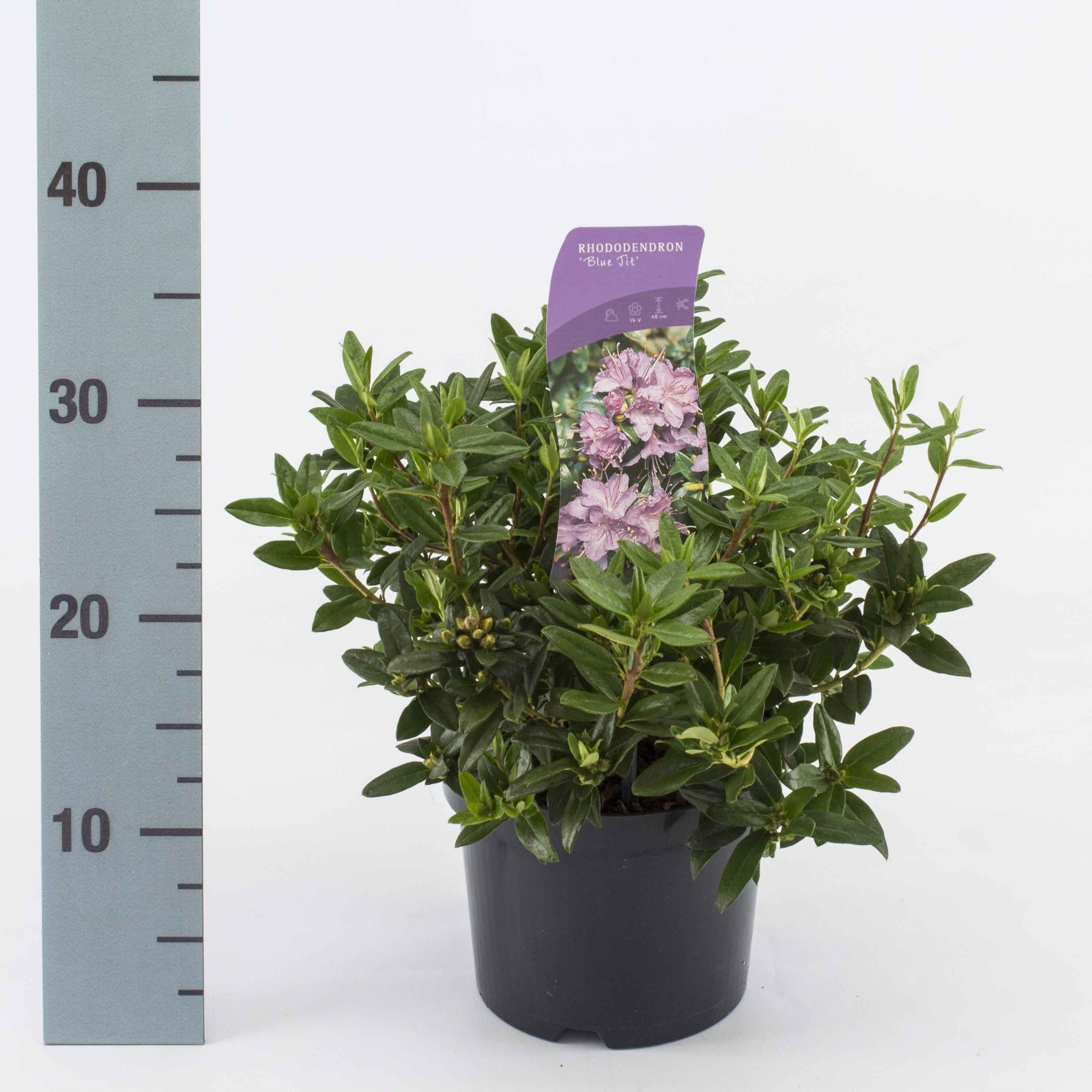 Rhododendron 'Blue Tit', D 17