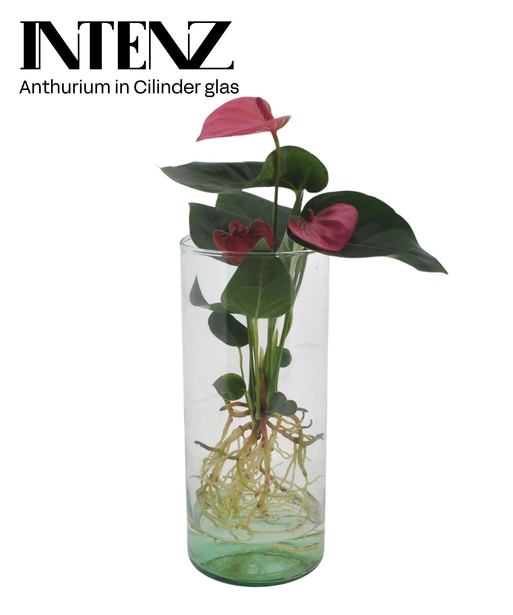 Anthurium in Cylinder glas - levertijd: 24 uur, D 12