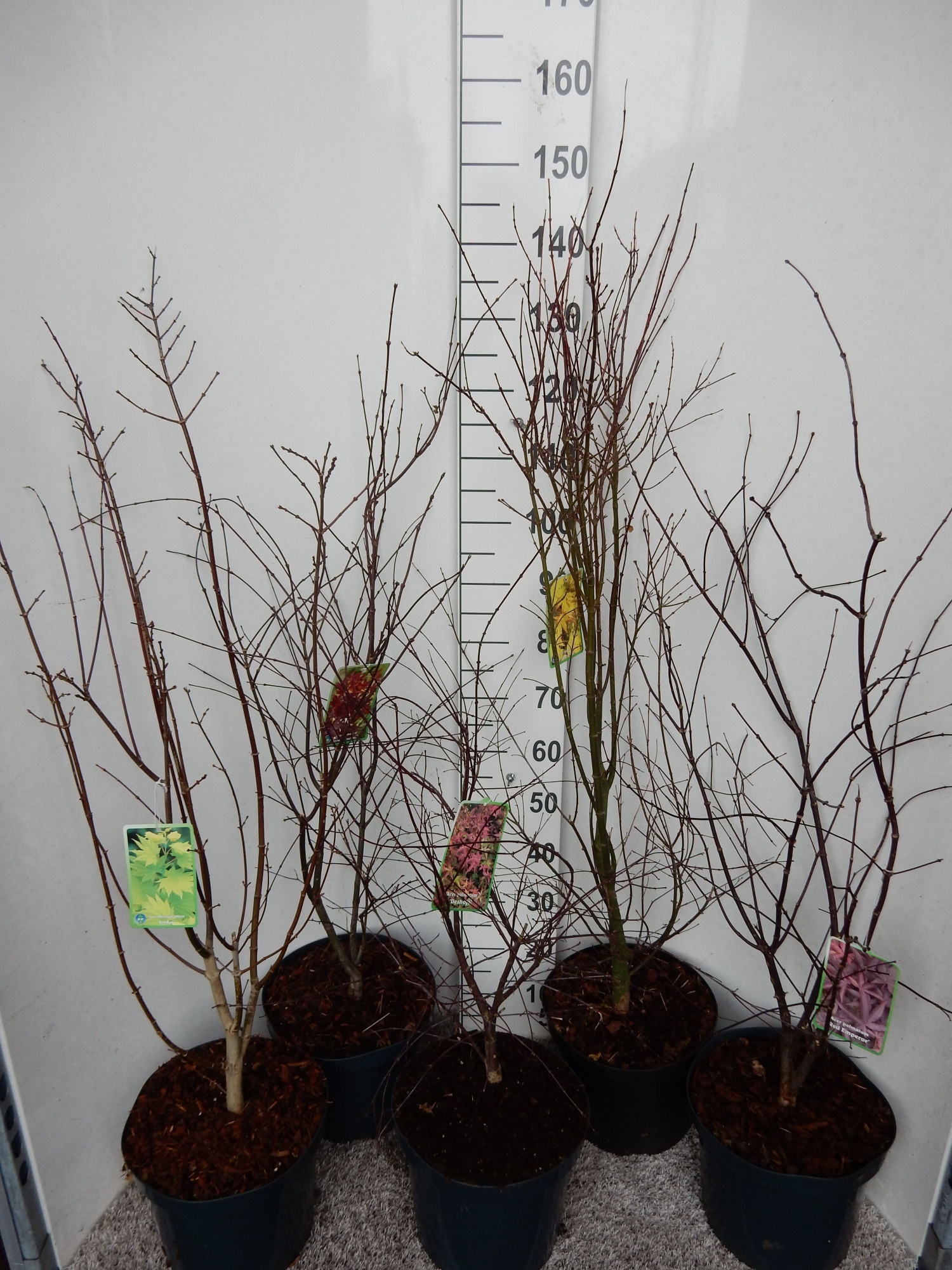 Acer palmatum in cultivars 80-90 P28, D 28