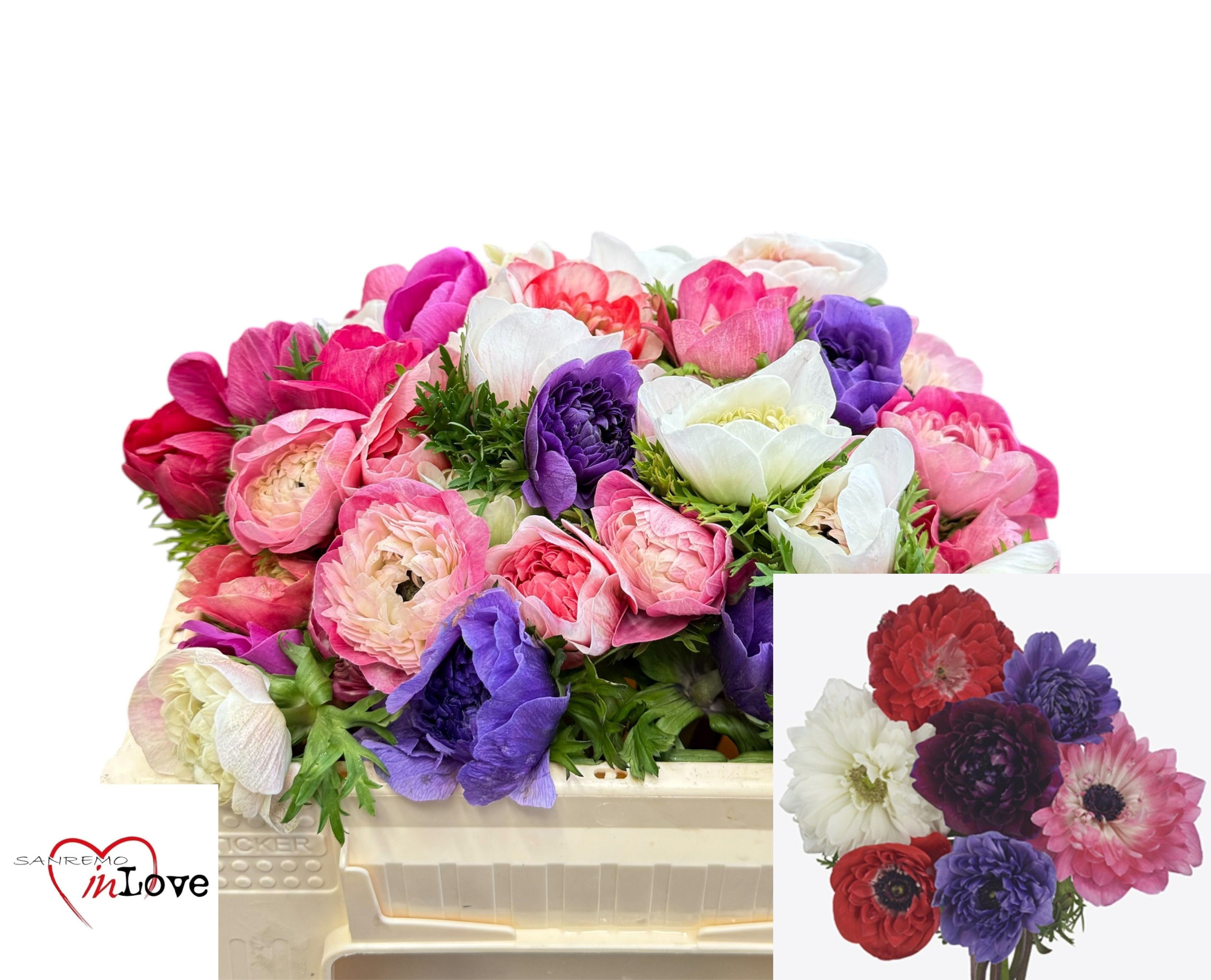 Анемон Карилл Микс 30, шт.