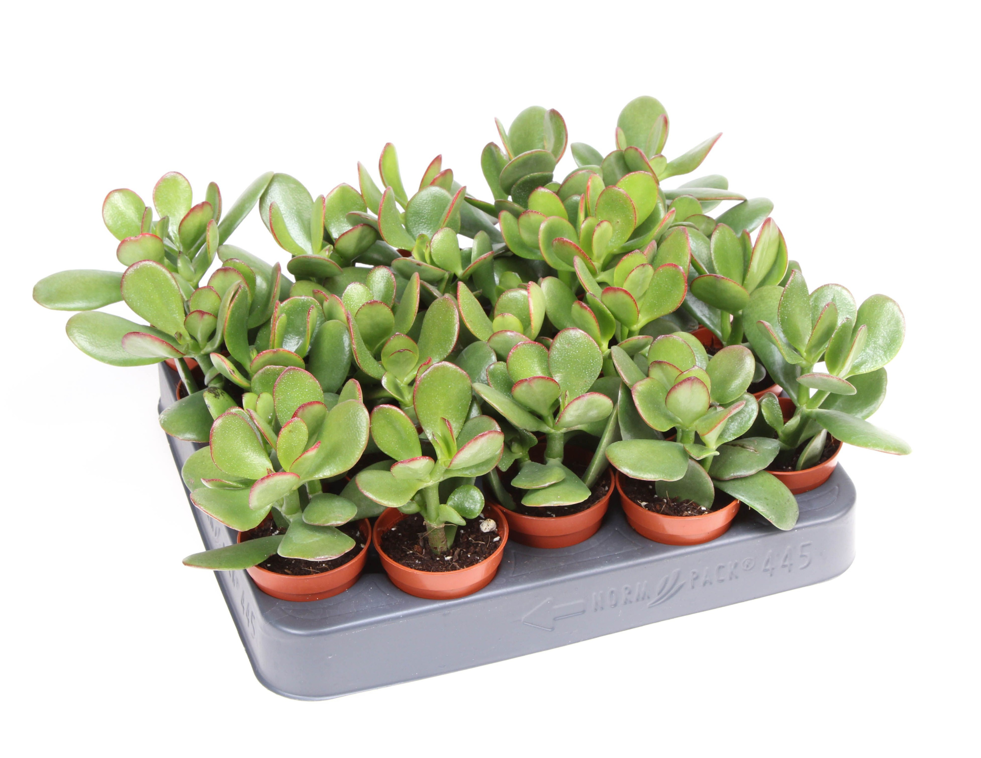 Crassula Ovata, D 5,5