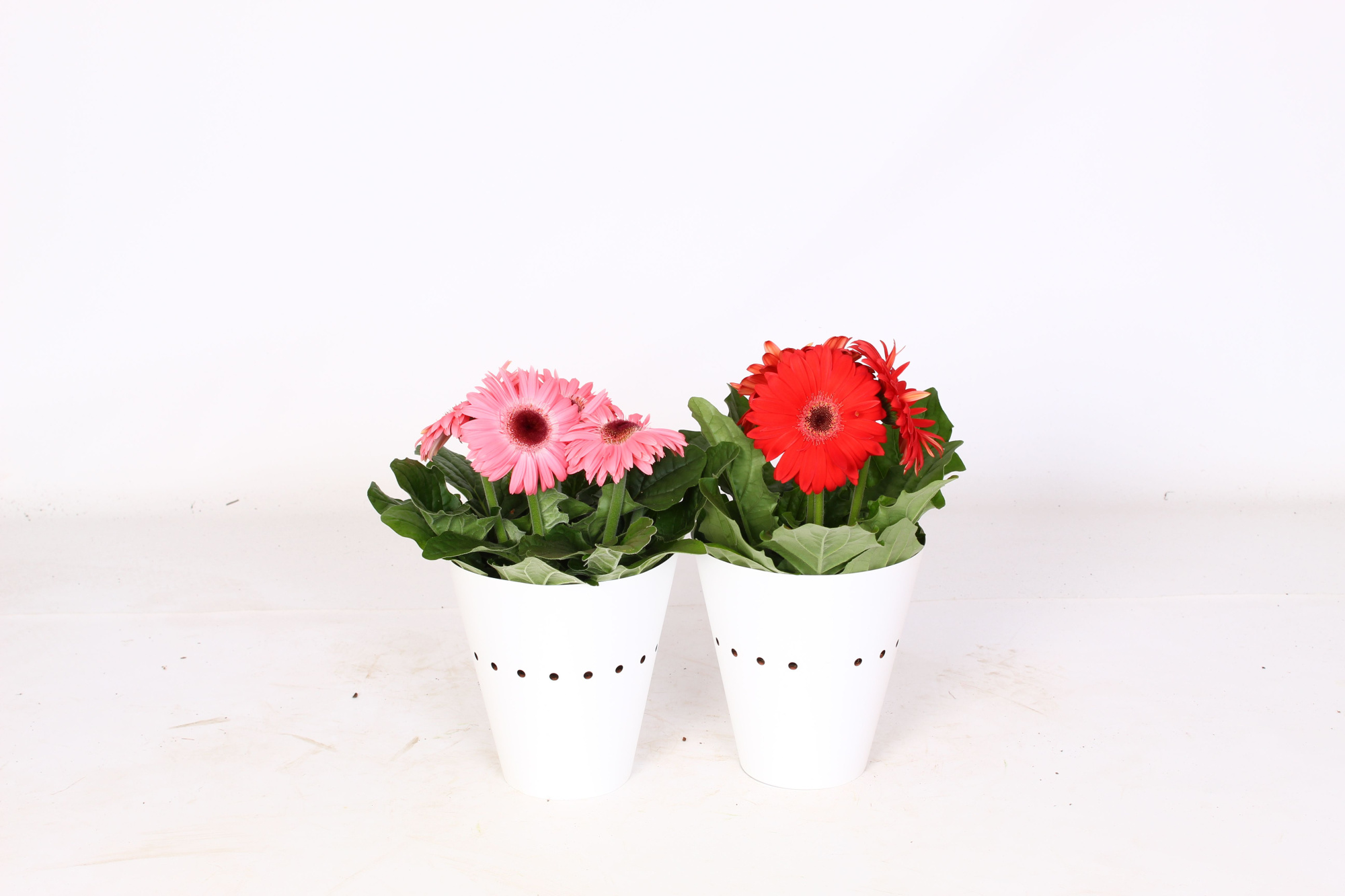 Gerbera 12cm 2+bl witte potcover enkel bloemig, D 12
