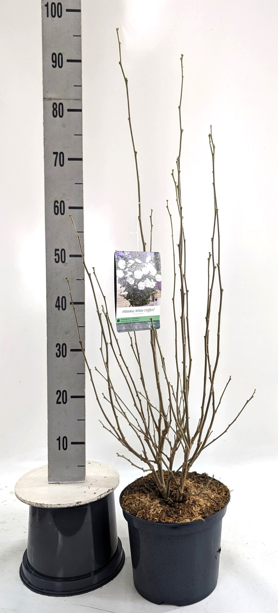 Hibiscus syr. 'White Chiffon' -R-, D 23