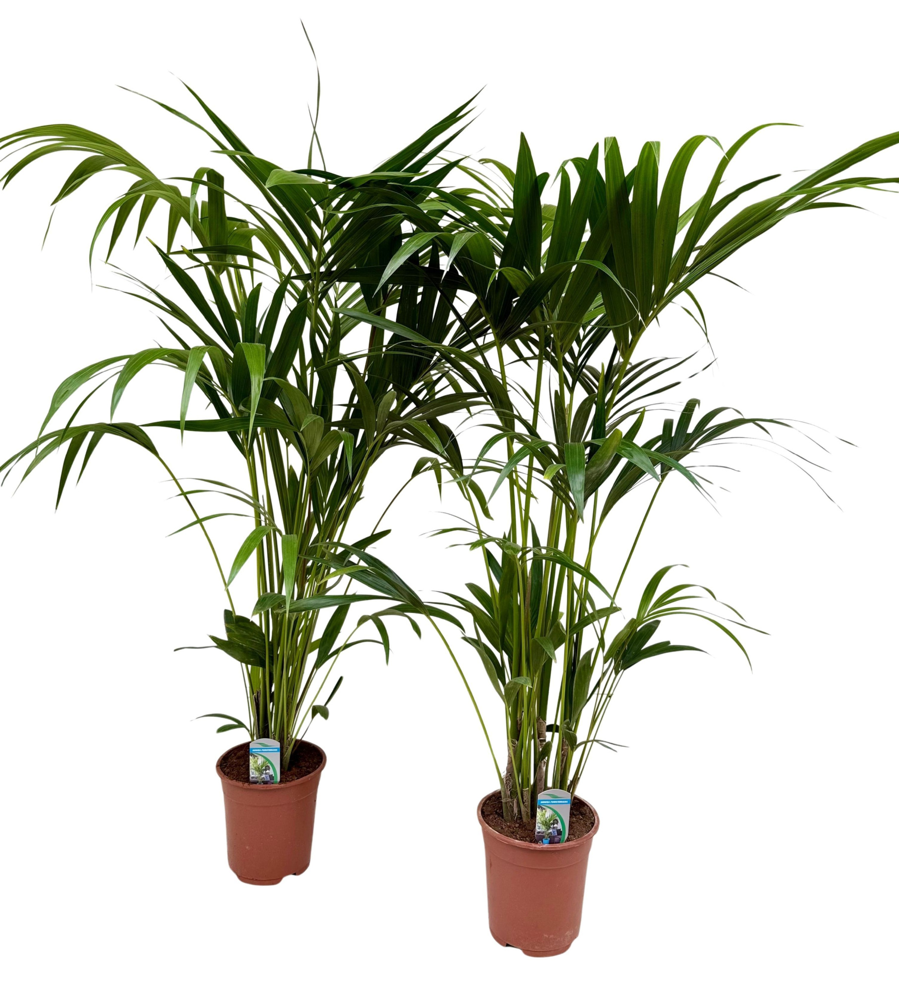 Howea forsteriana P21 H150, D 21