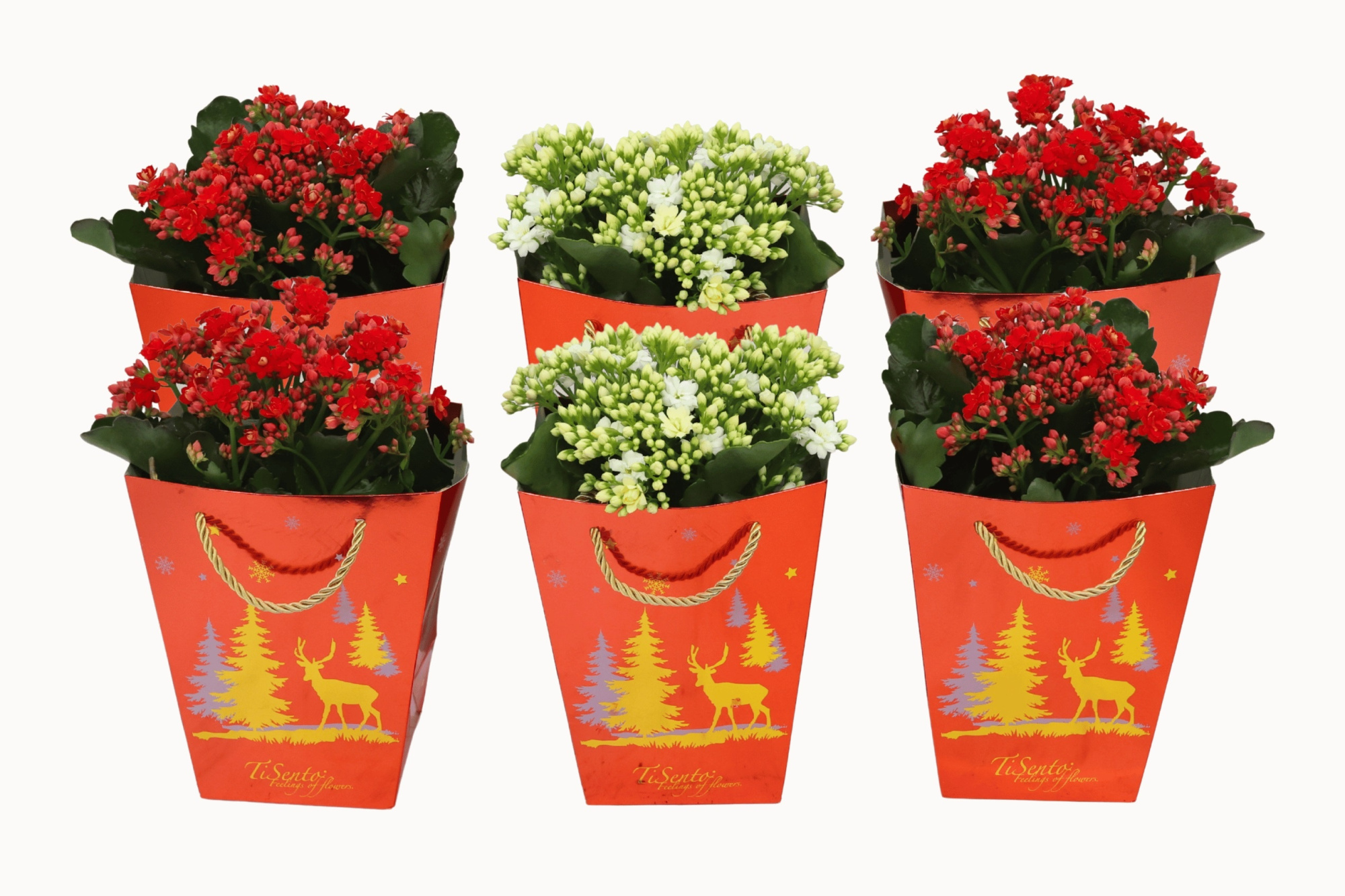 Calandiva wit en rood 12 cm - Rood met goud Rendiertasje, D 12