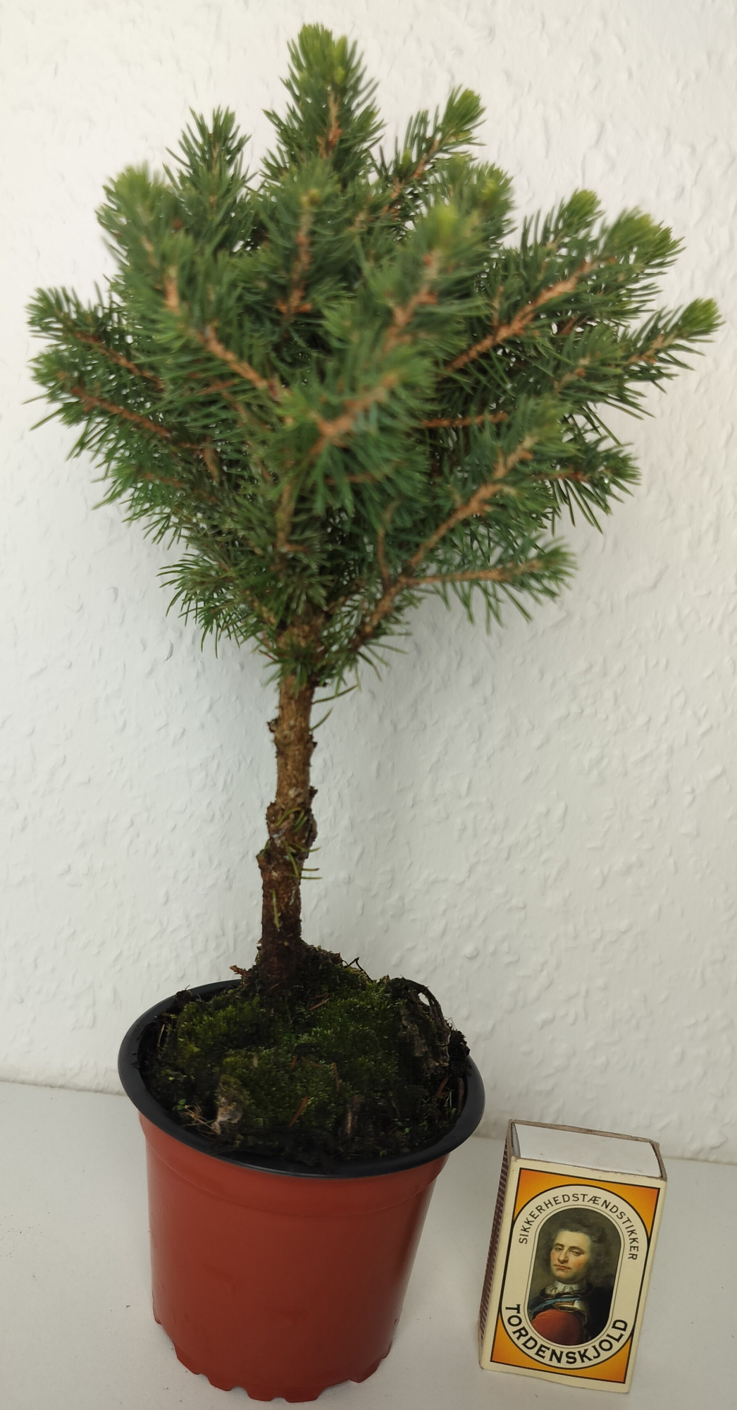 PICEA GLAUCA 'PERFECTA', D 9