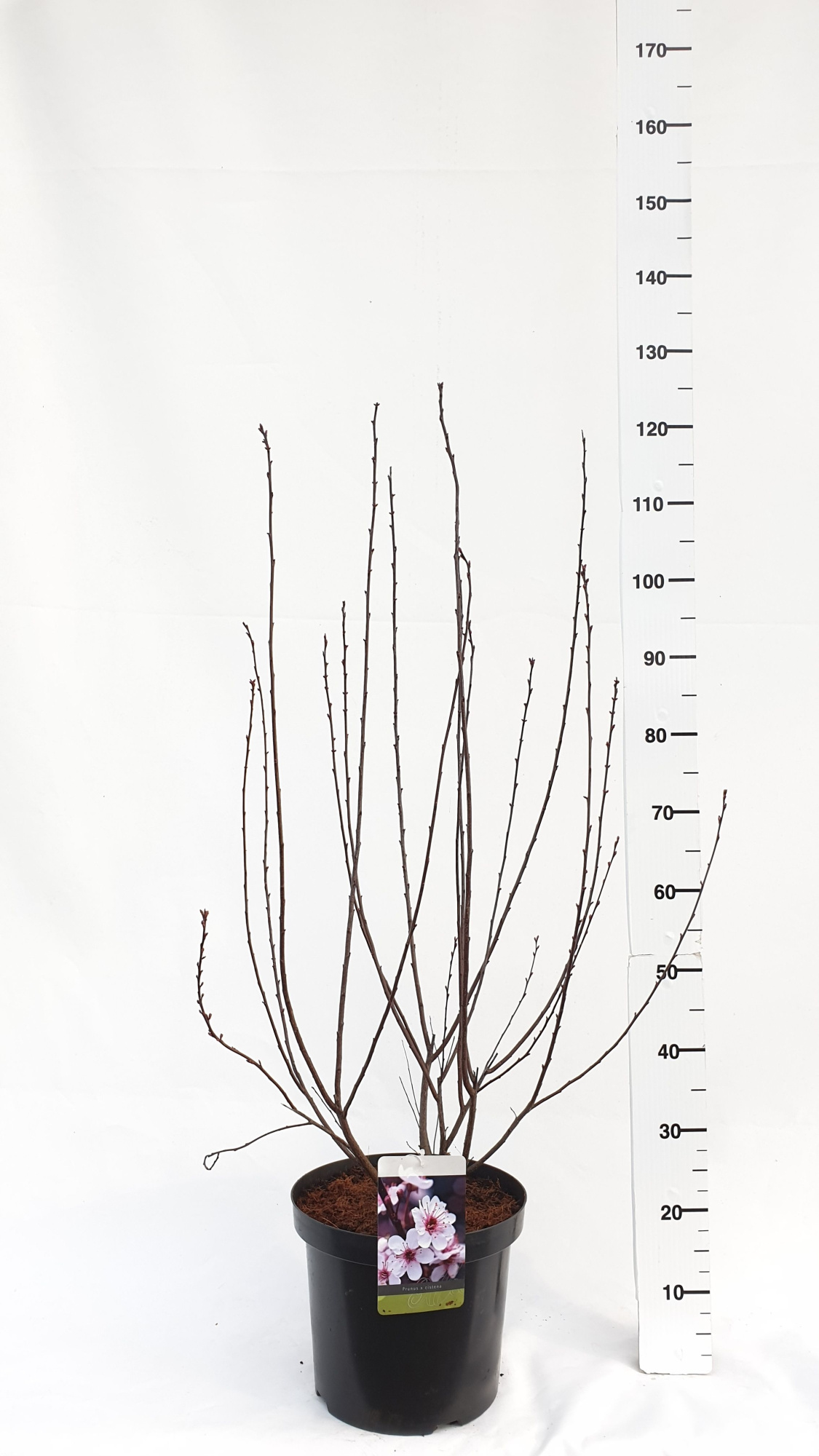 Prunus cistena, D 30