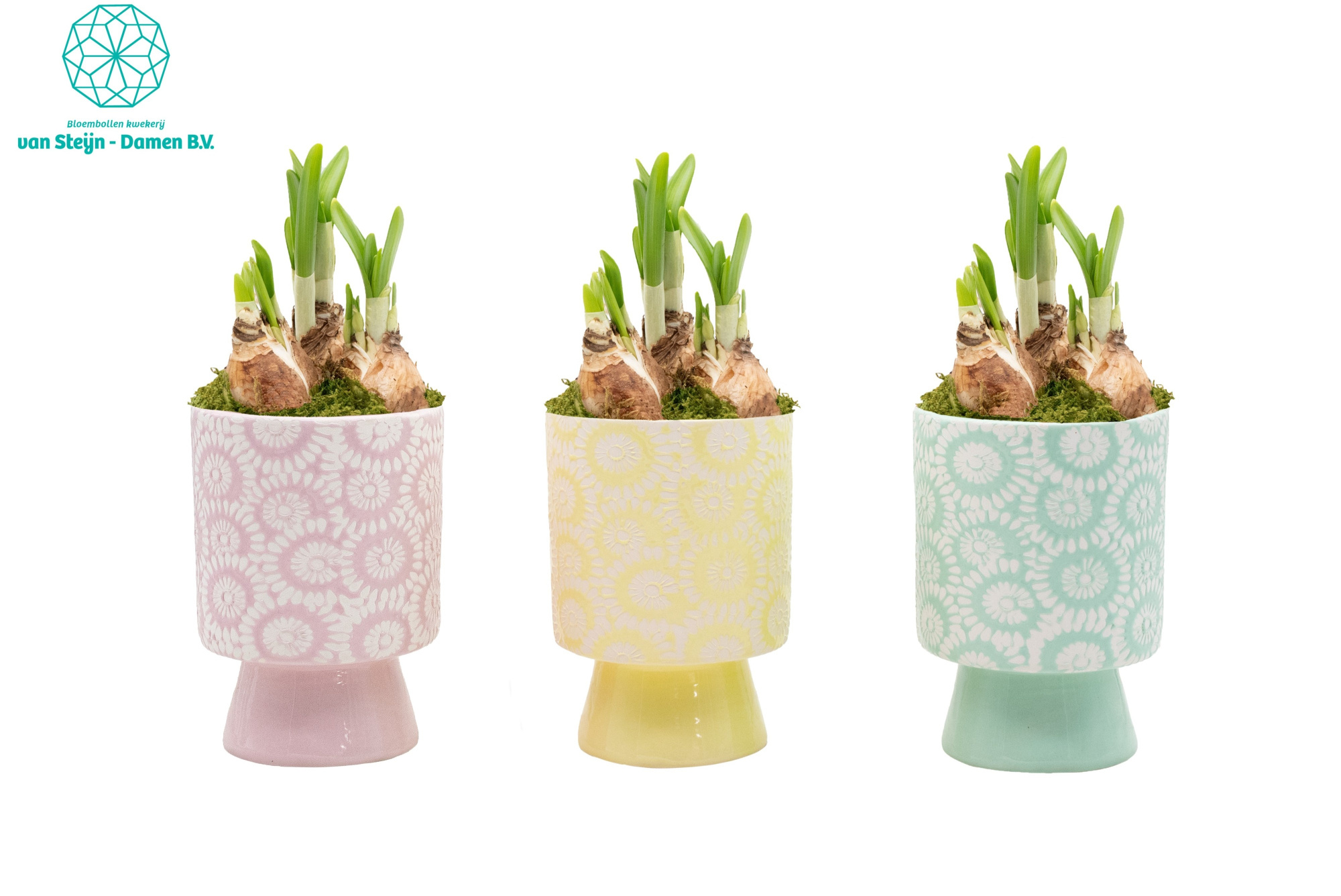 Narcissus 'Floral Footsie' (Without Moss), D 10