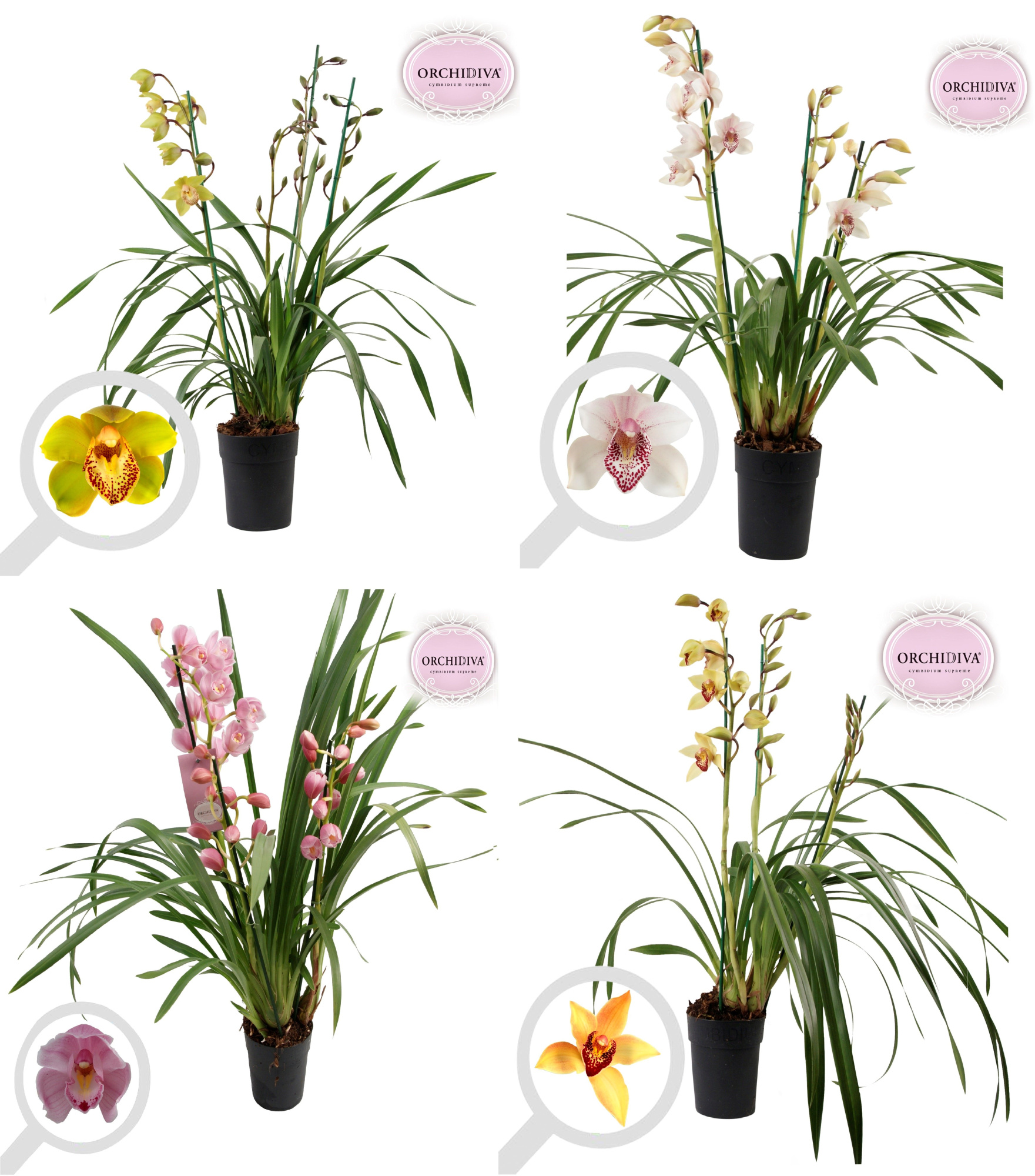 Cymbidium Italië mix 3 tak, D 14