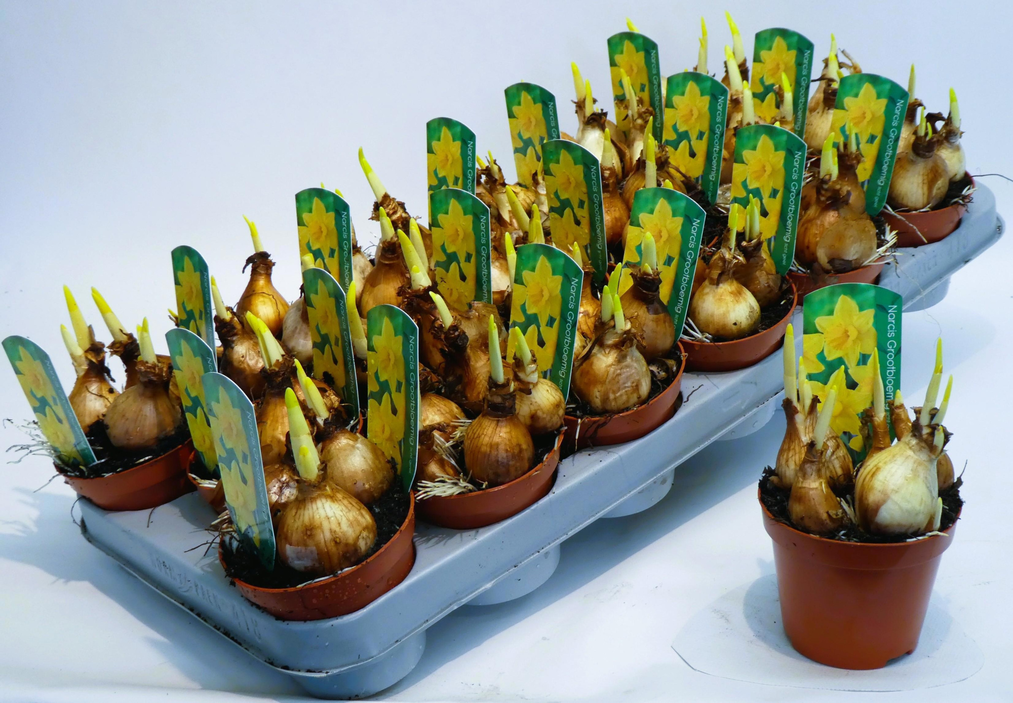 Groot meerbloemig licht geel, D 9