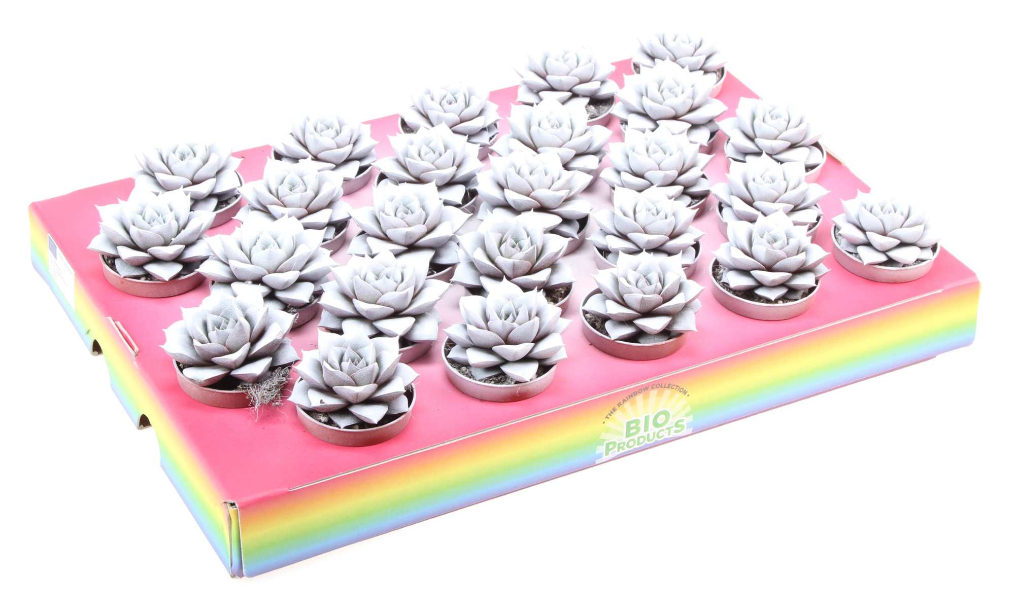 Bio purper rainbow white, D 5,5