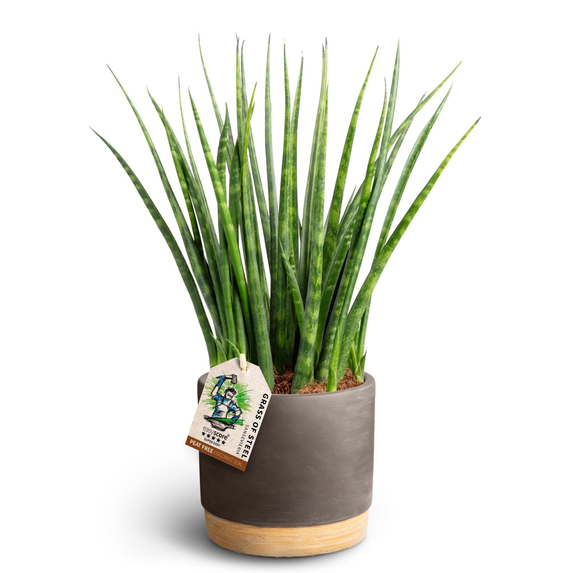 Woodbase Mocca, Sansevieria ´Fernwood´, D 12