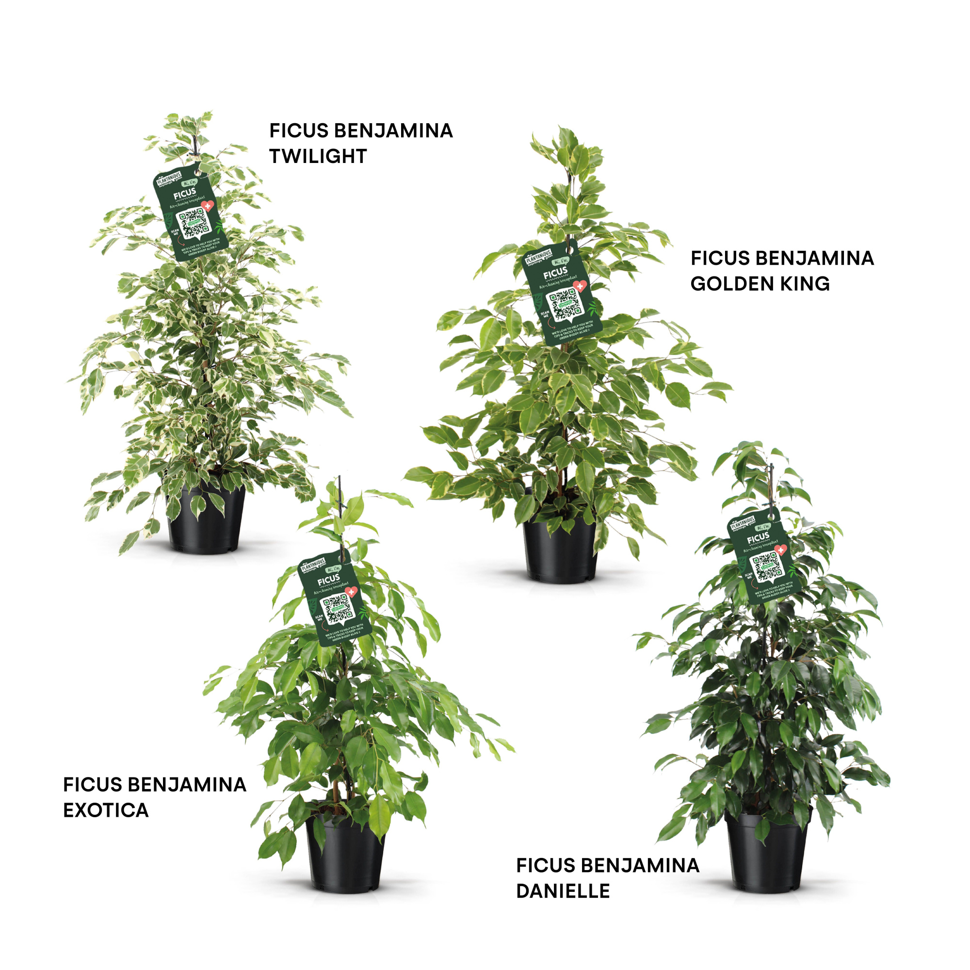 Ficus benjamina forever mix, D 21