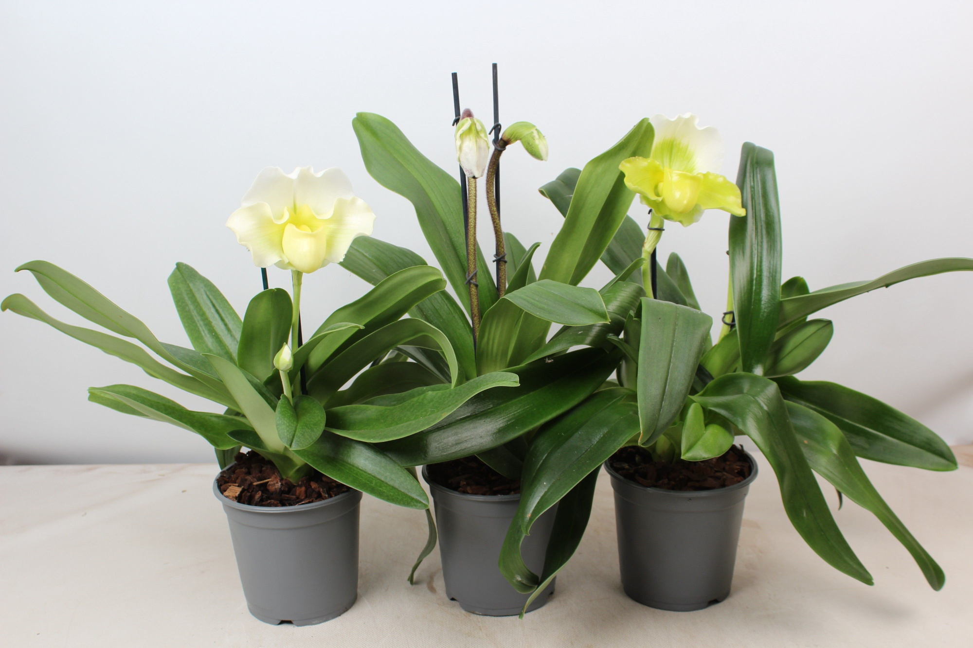 Paphiopedilum 2 tak mix 15 cm, D 15 cm