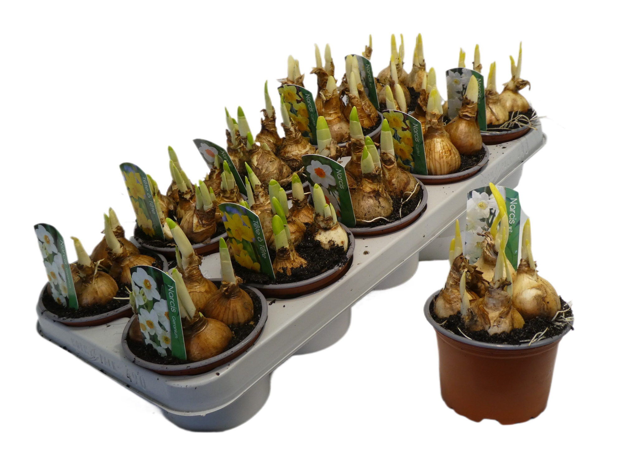 Narcissus mix 12 cm mix kan afwijken van foto, D 12