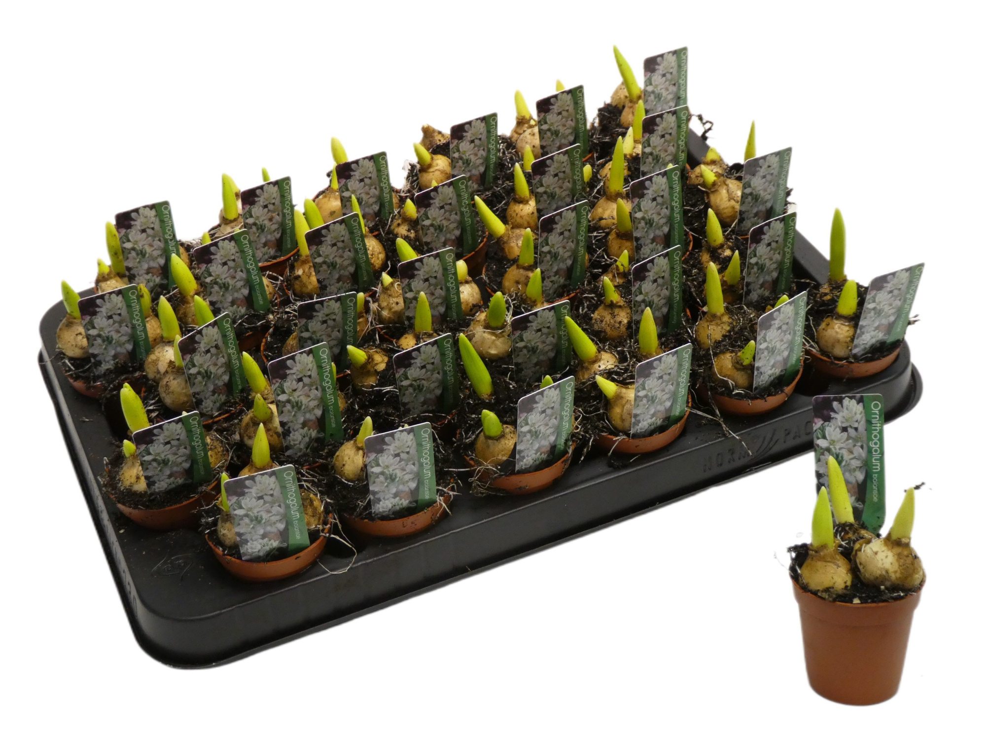 Ornithogalum balansea, D 5