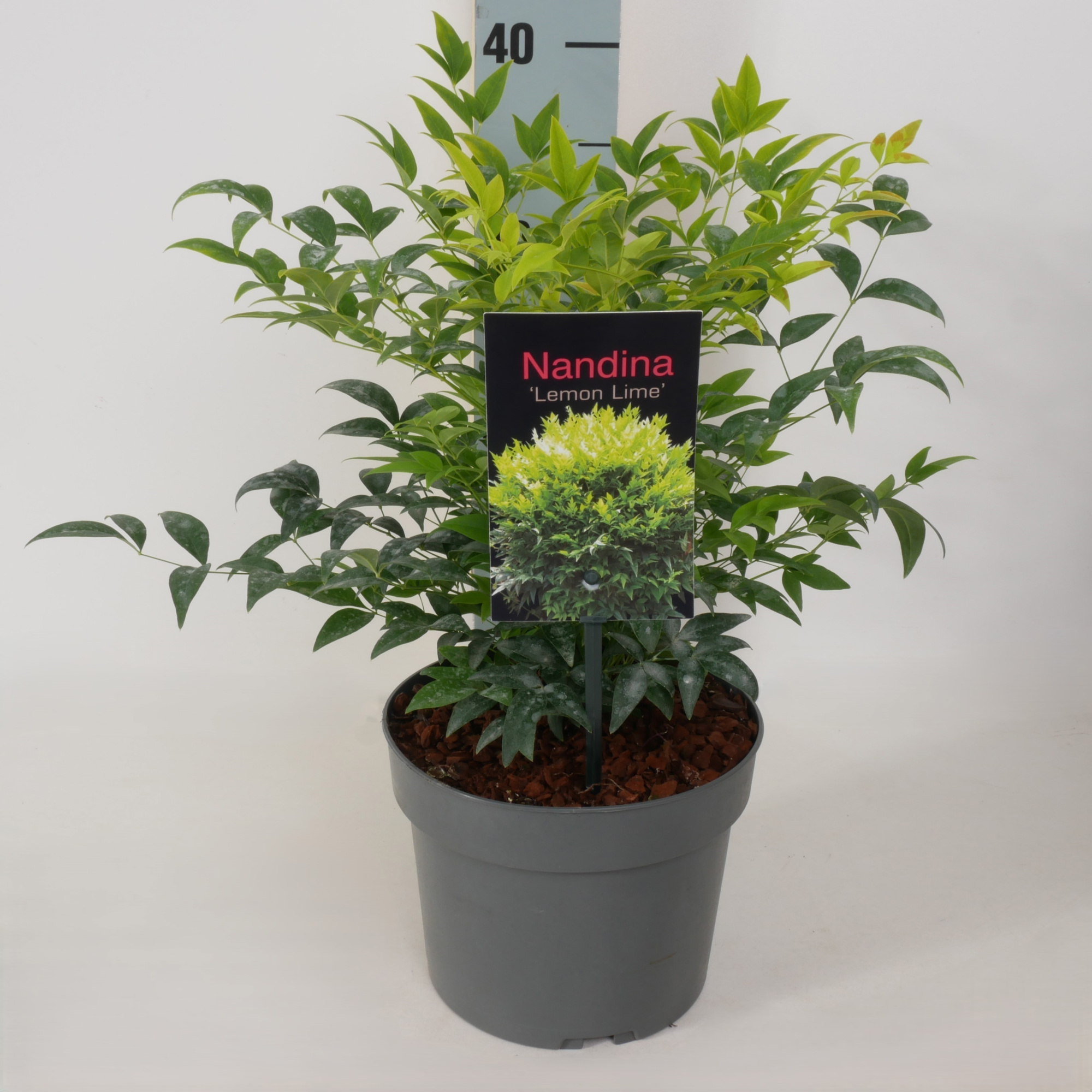 Nandina domestica 'Lemon and Lime' P17, D 17