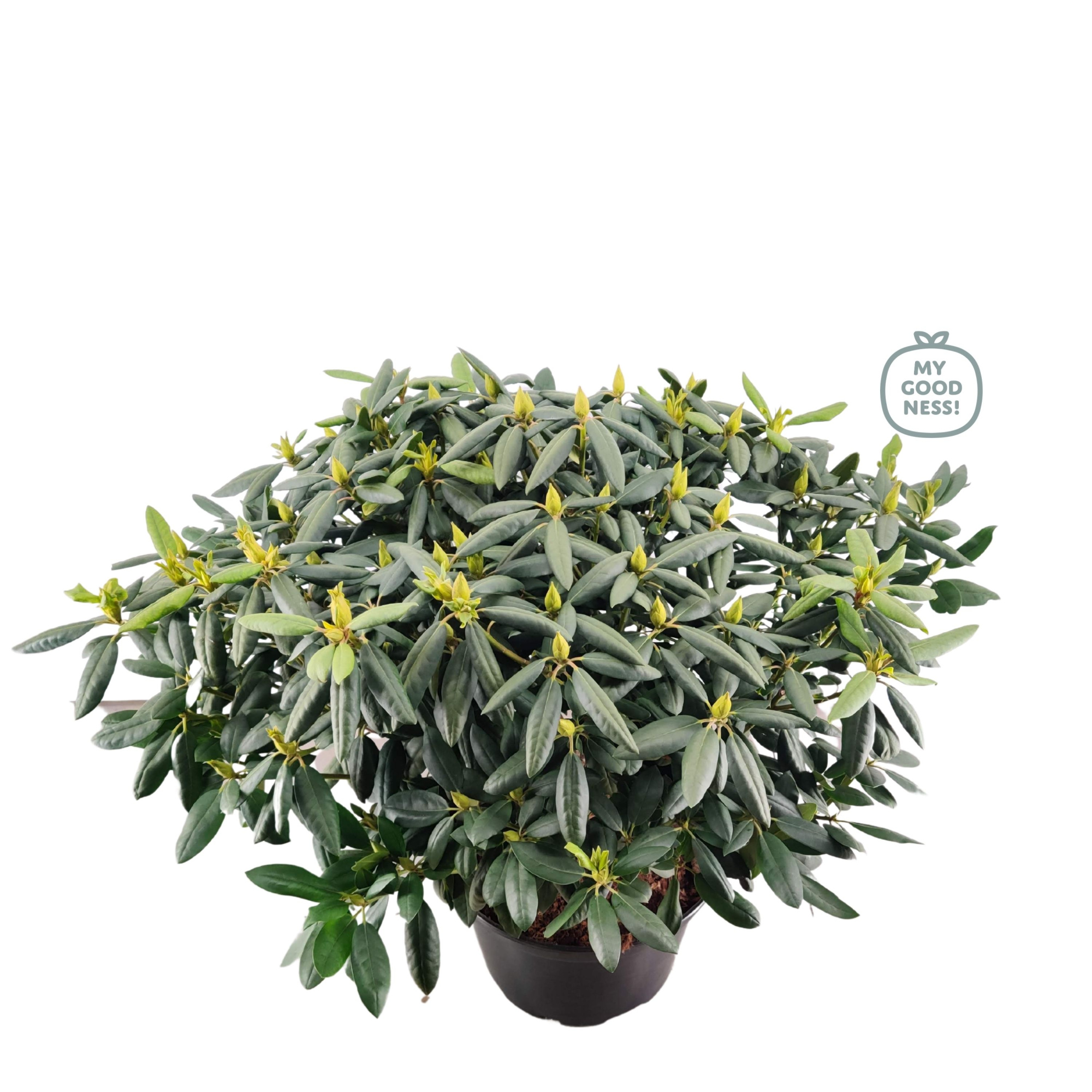 Rhododendron 100cm /25 liter 'Germania', D 38