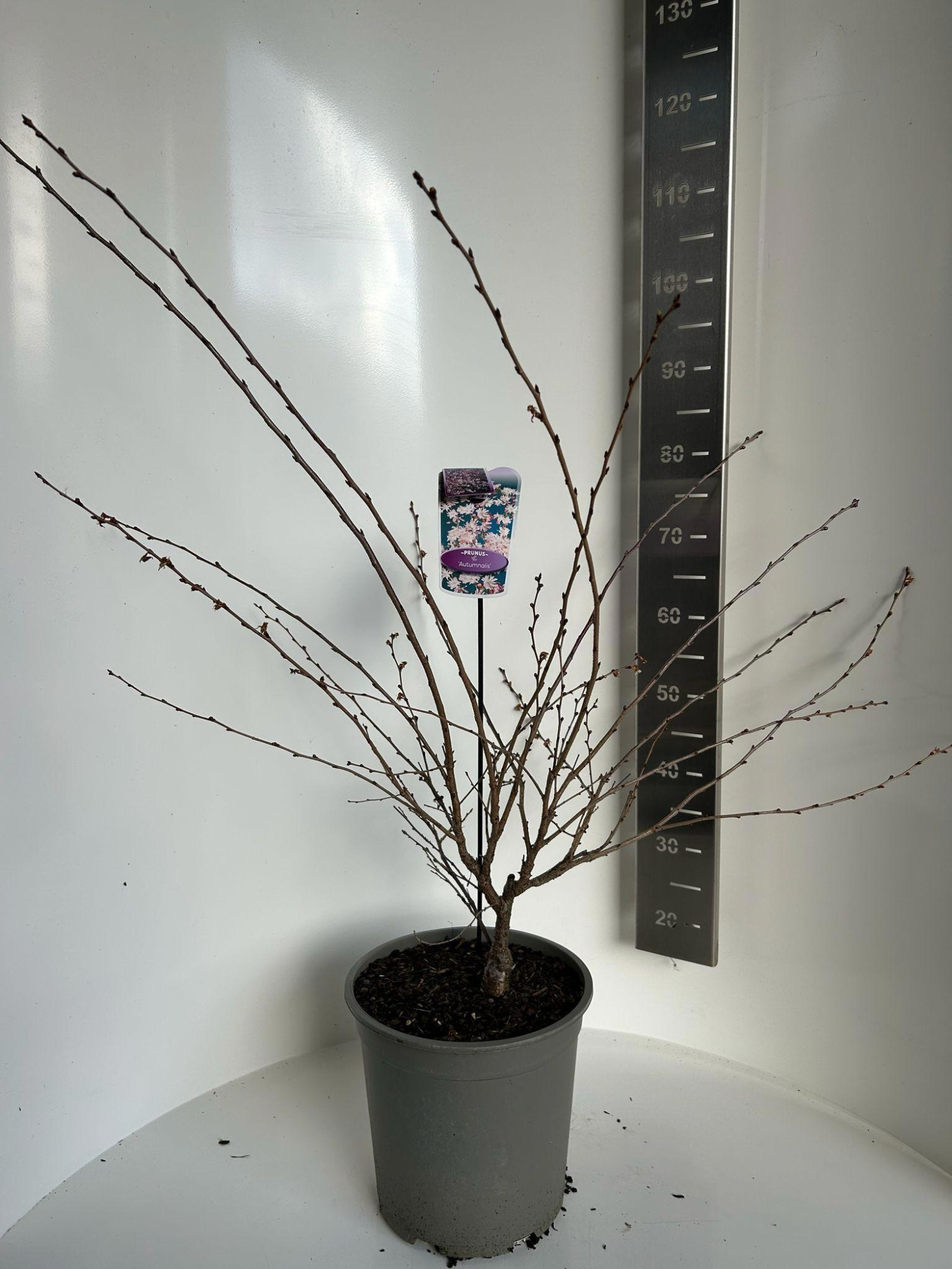 Prunus 'Autumnalis', D 29