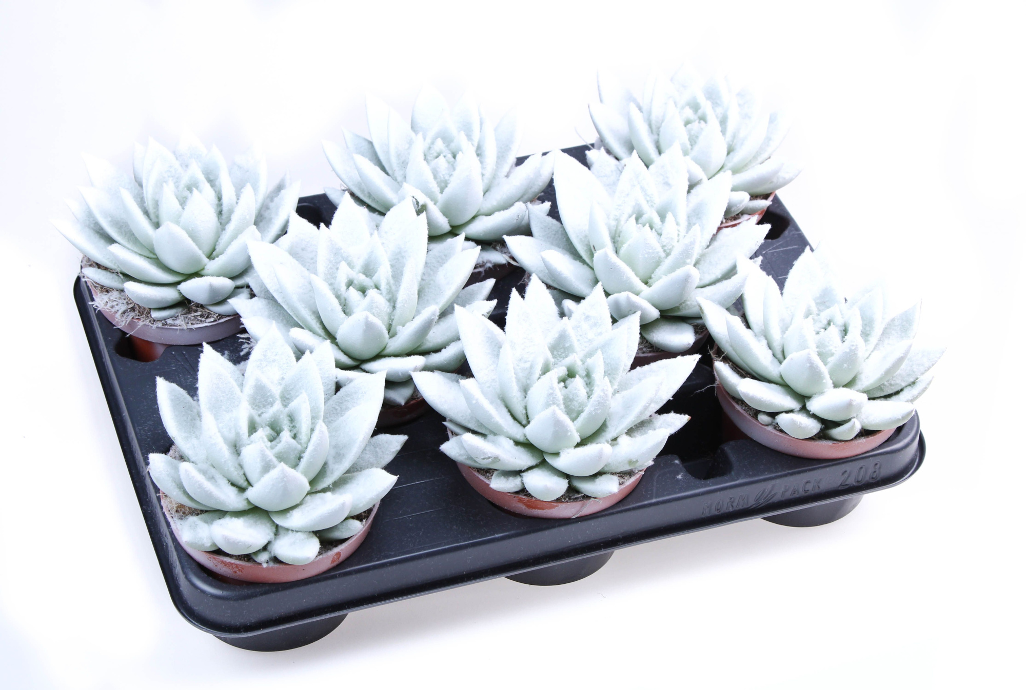 Velvet white, D 10,5