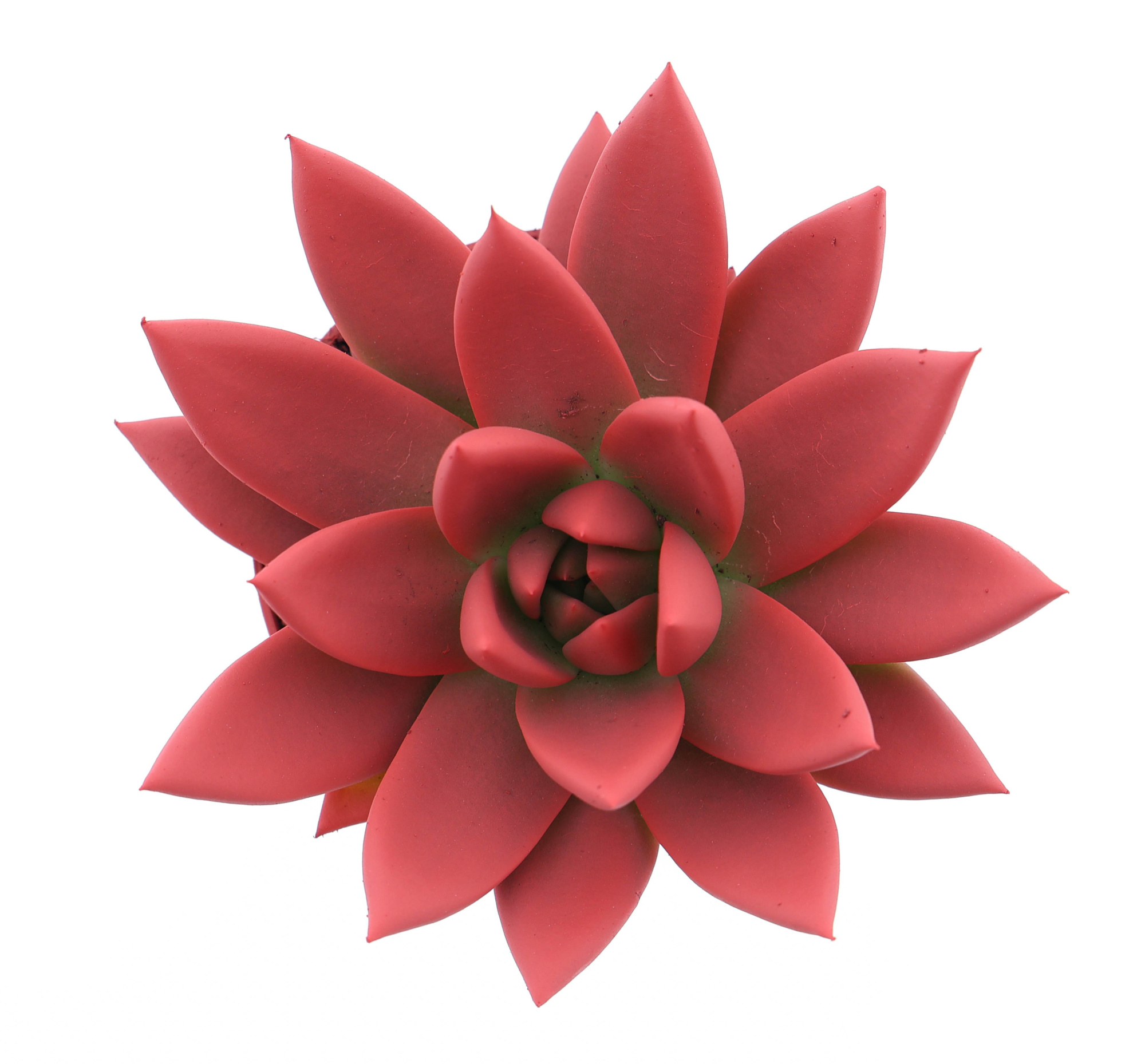 Rainbow bright red, D 8,5