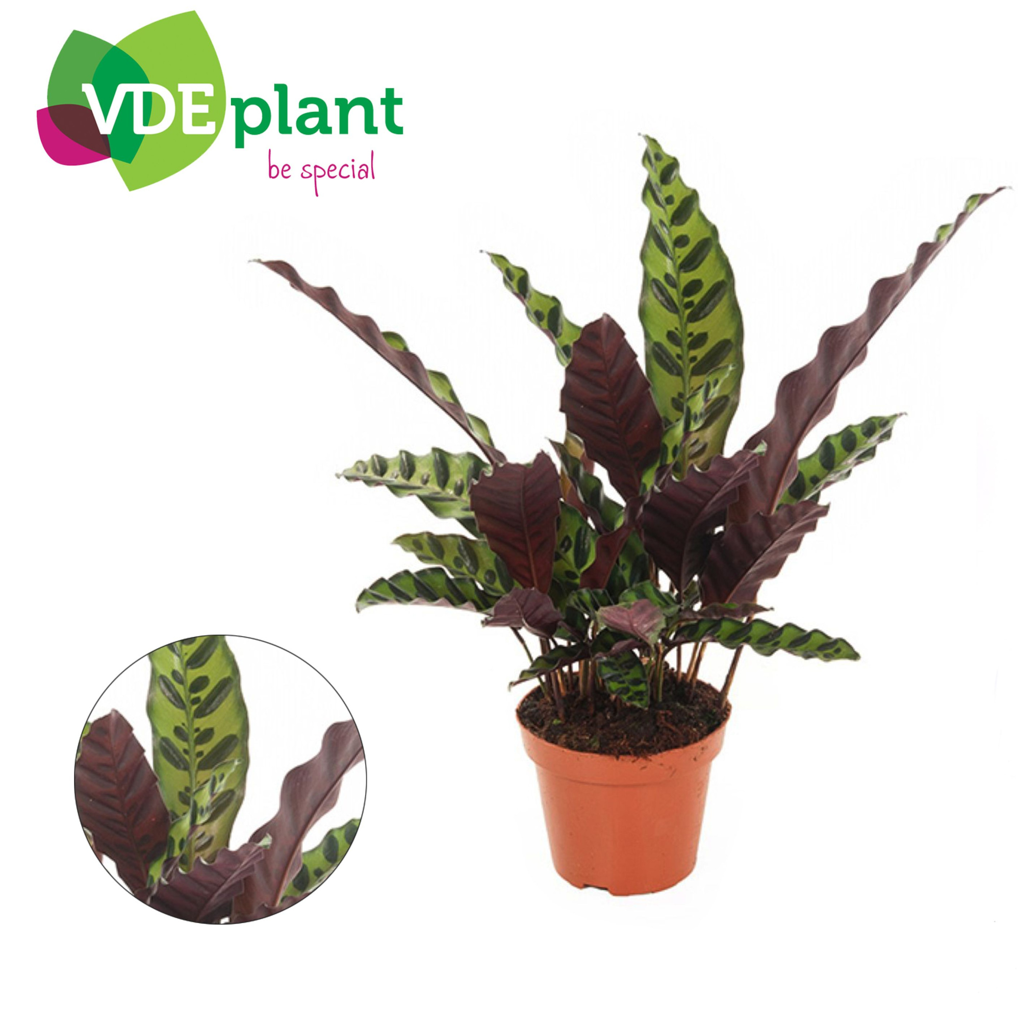 Calathea Insignis 12cm, D 12