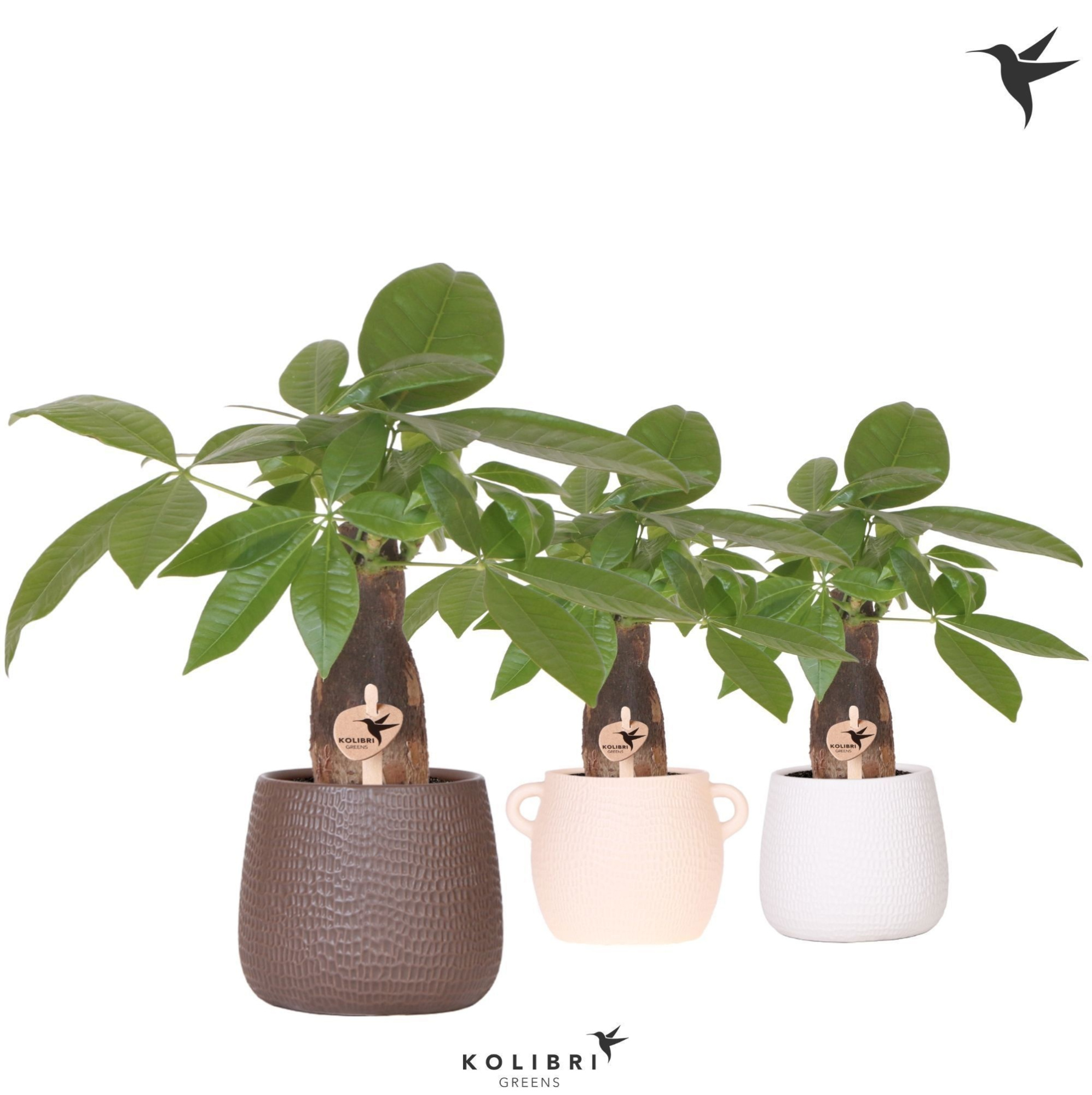 Kolibri Greens Pachira in Scales pot mix, D 9